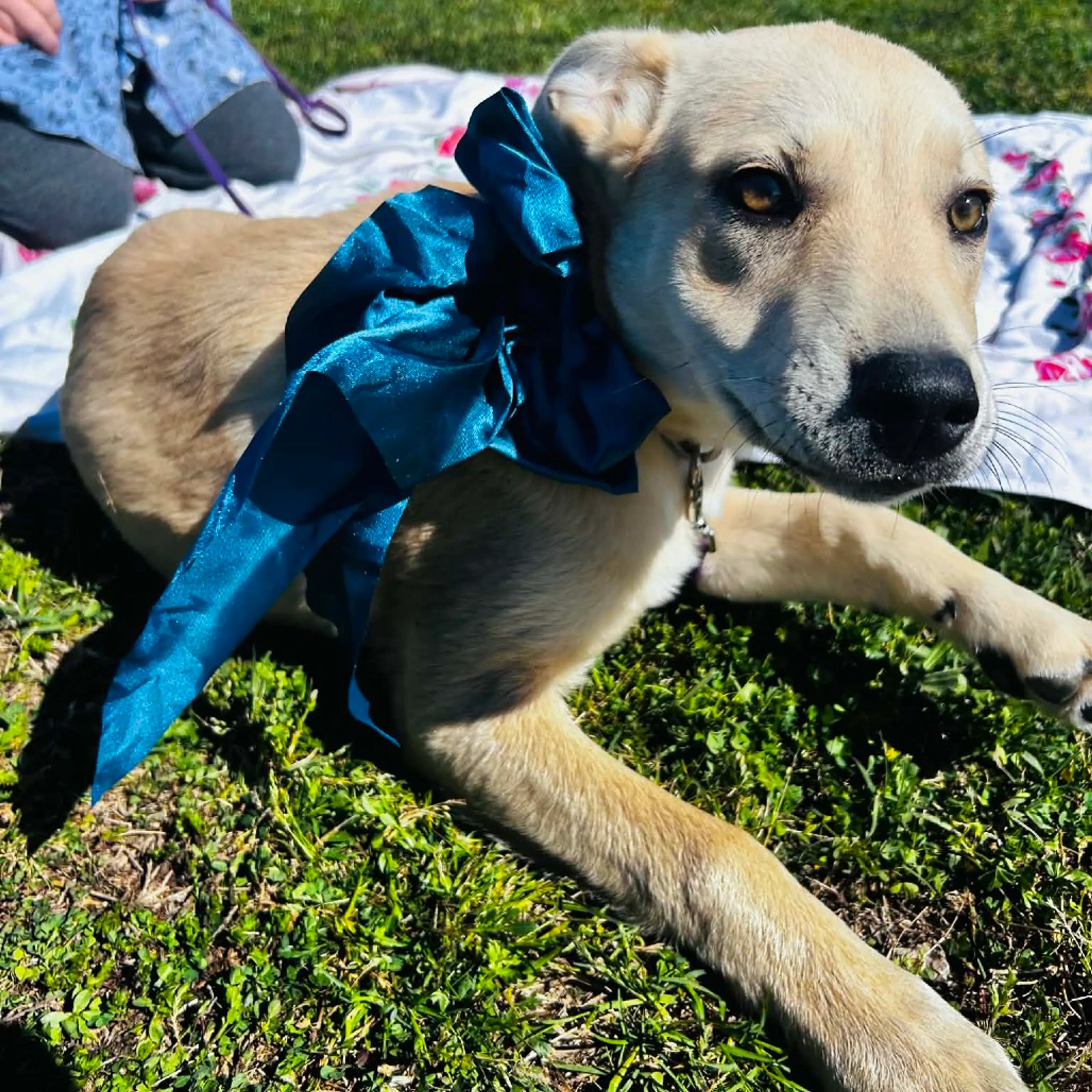 Found pet-2