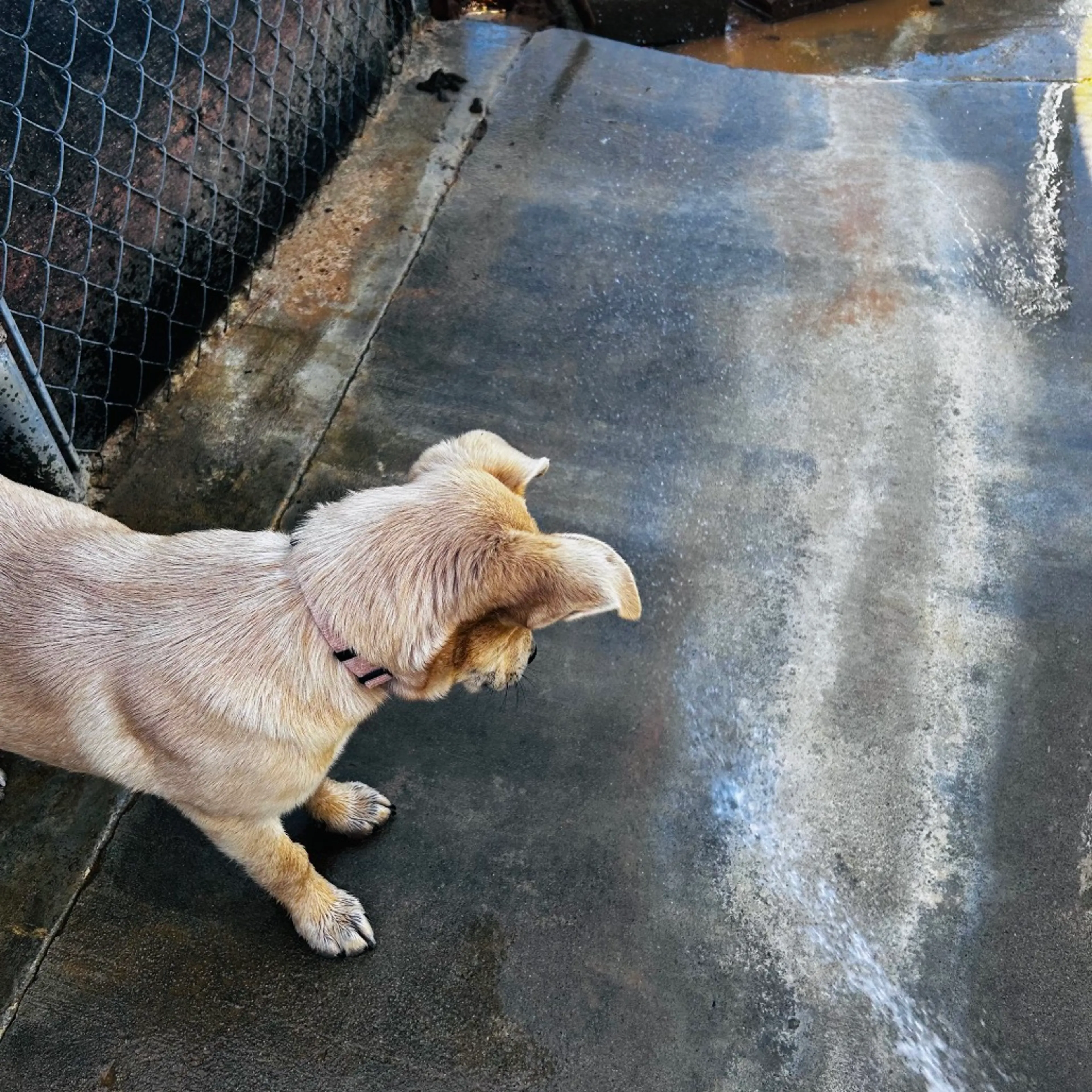 Found pet-7