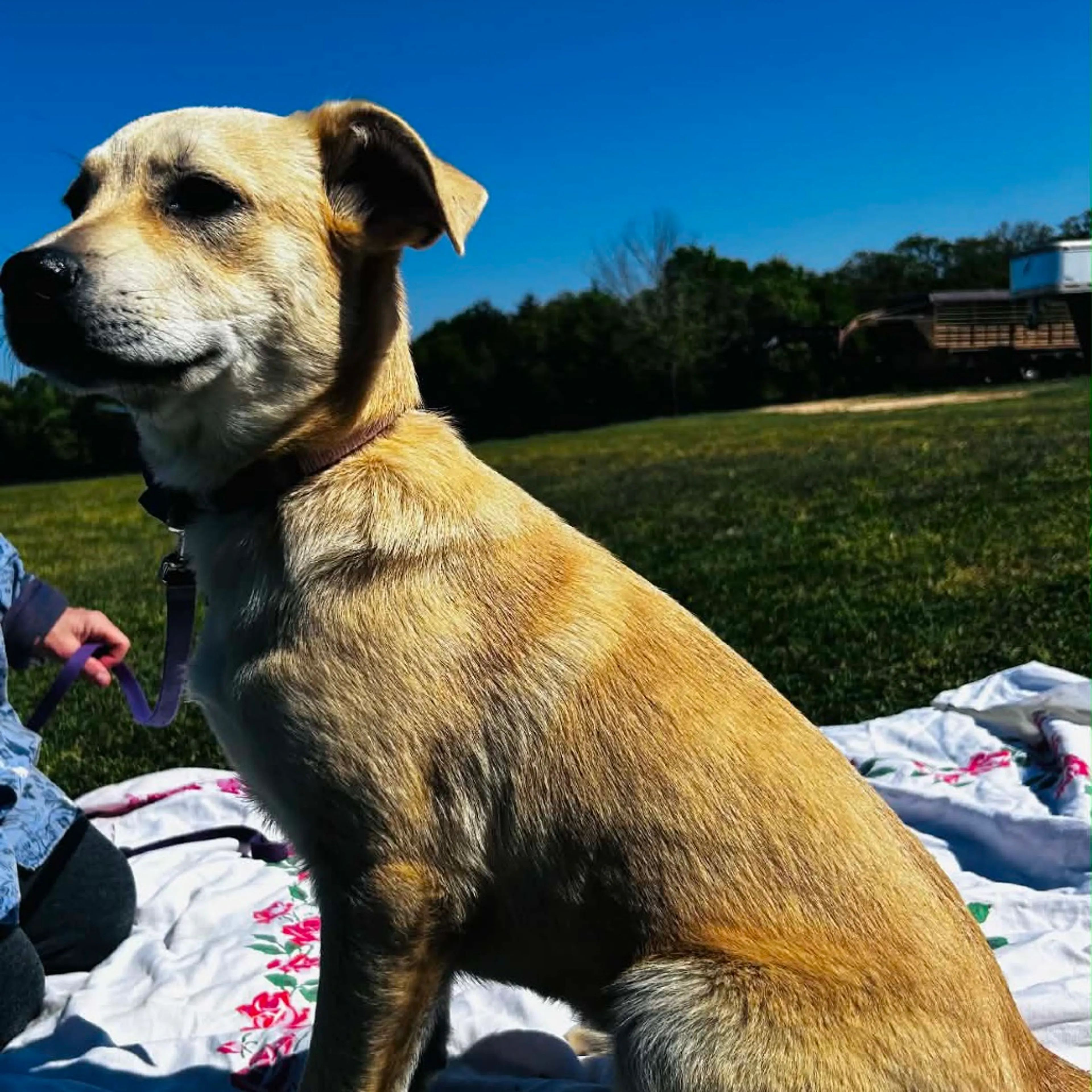 Found pet-3