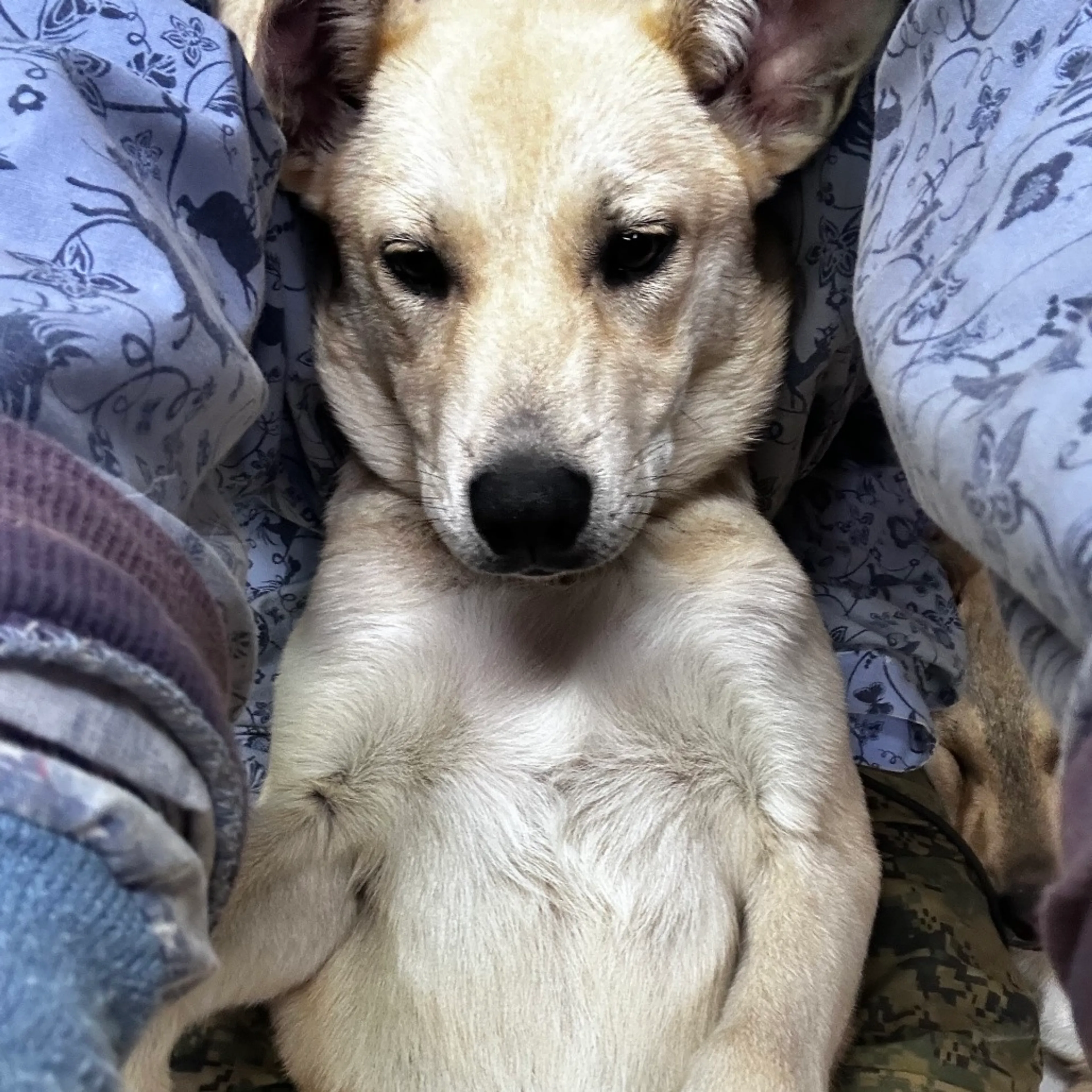 Found pet-6