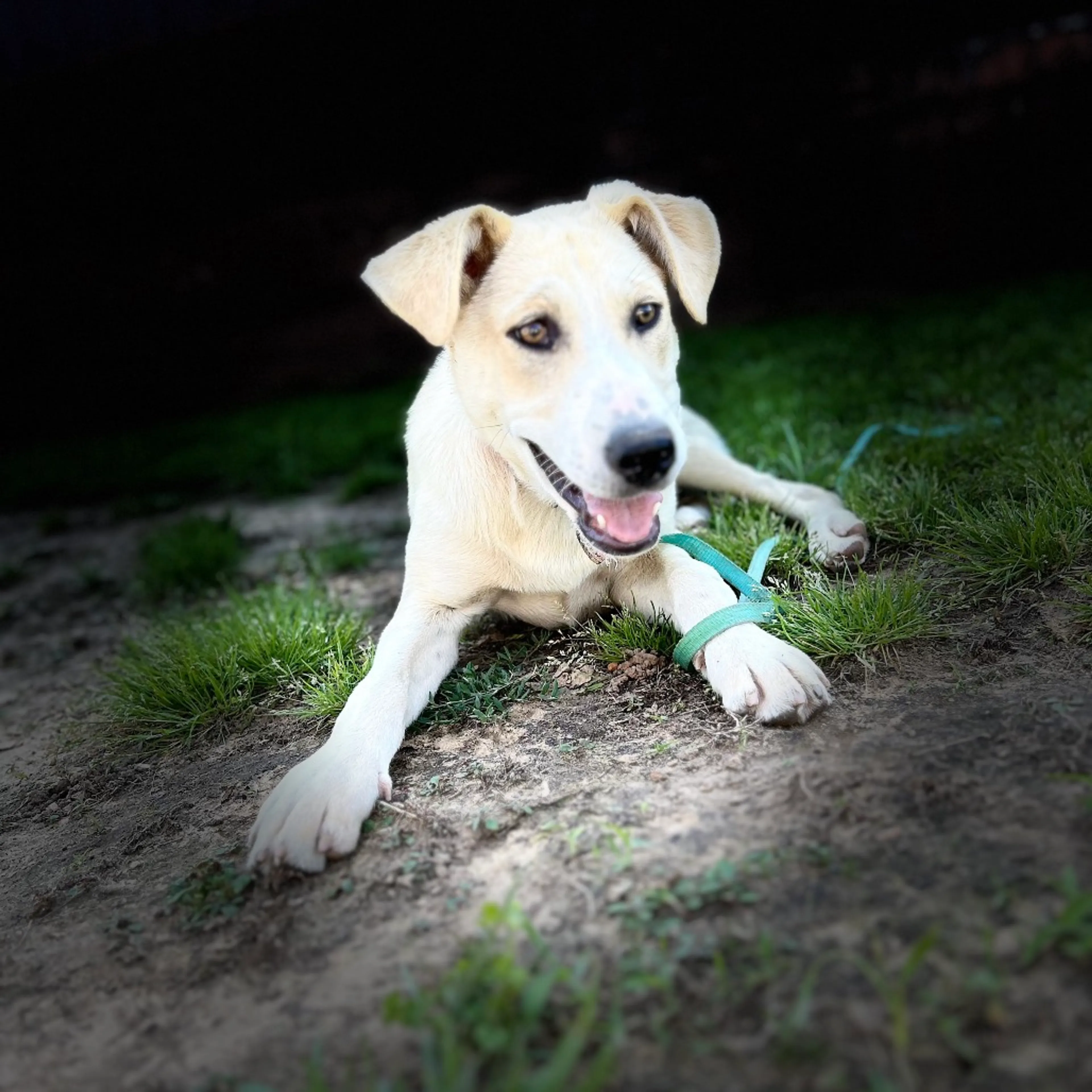 Found pet-11