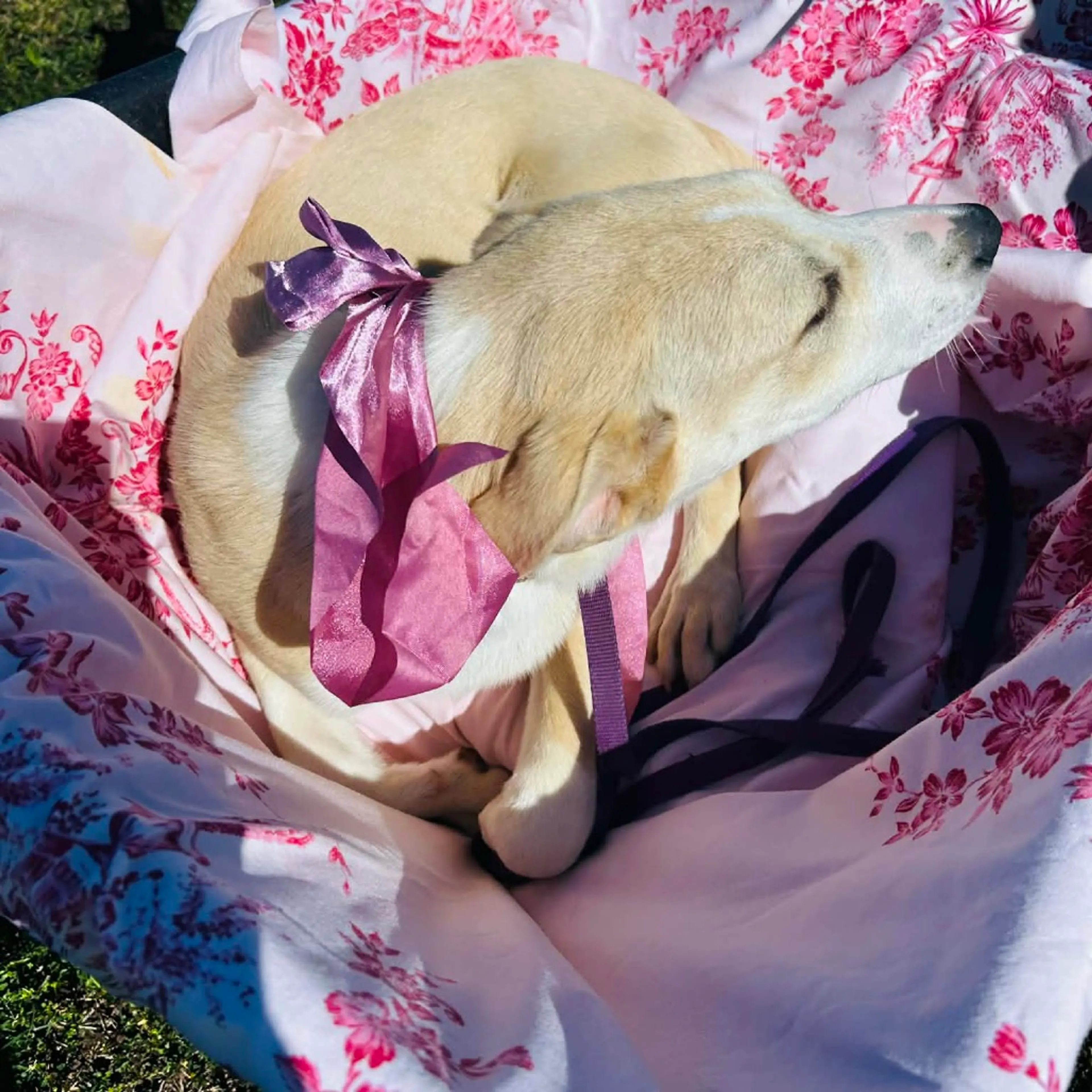 Found pet-1