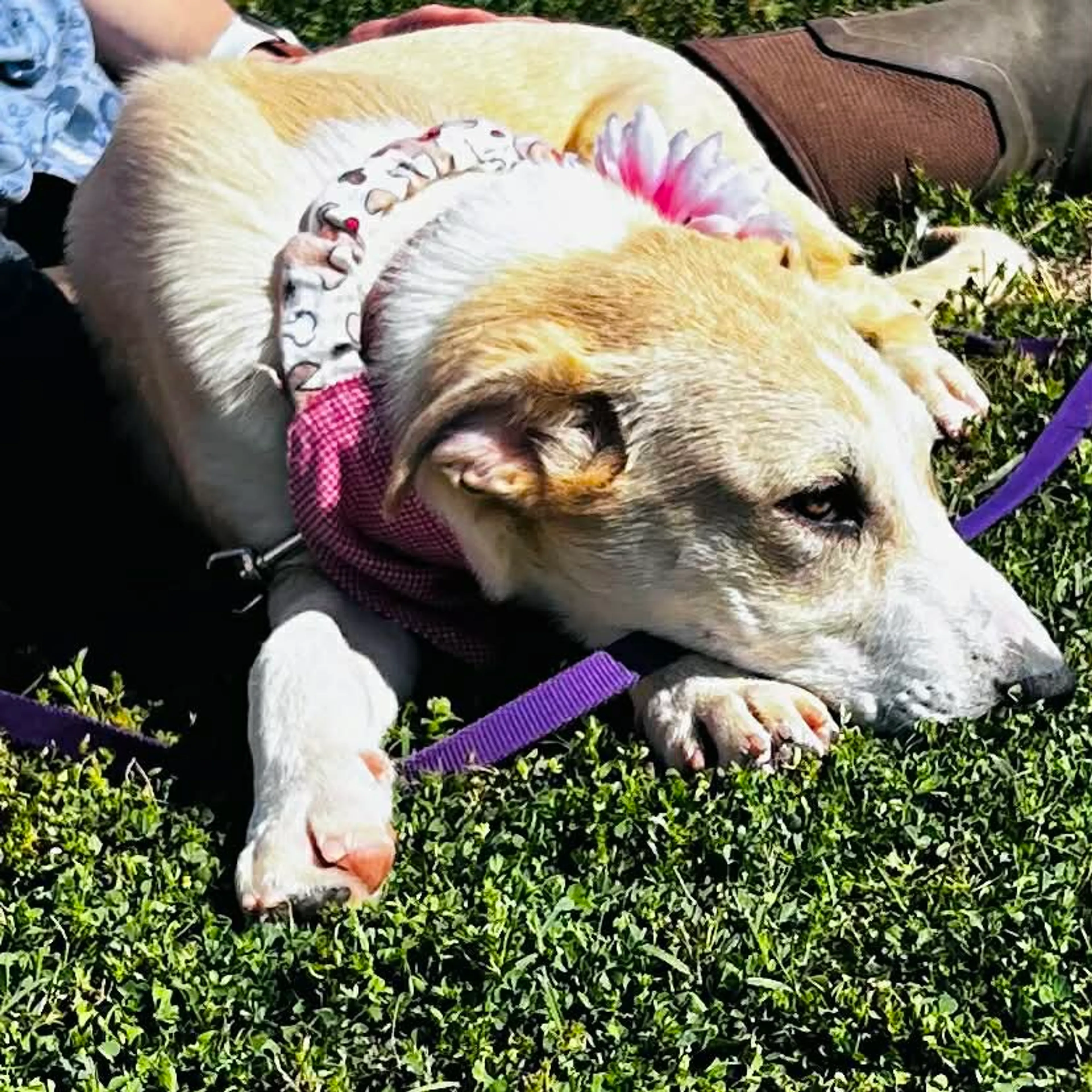 Found pet-3