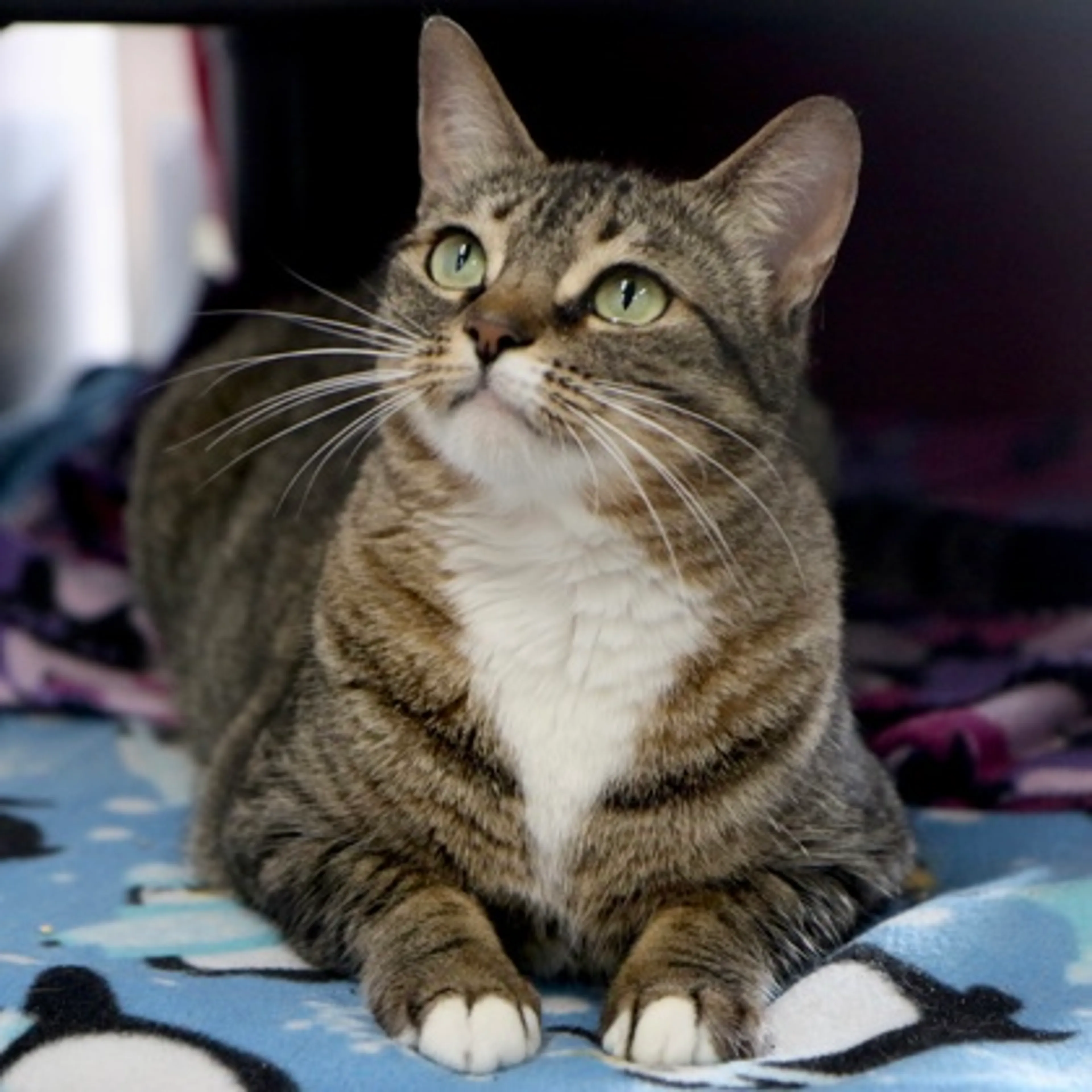 Found pet-1