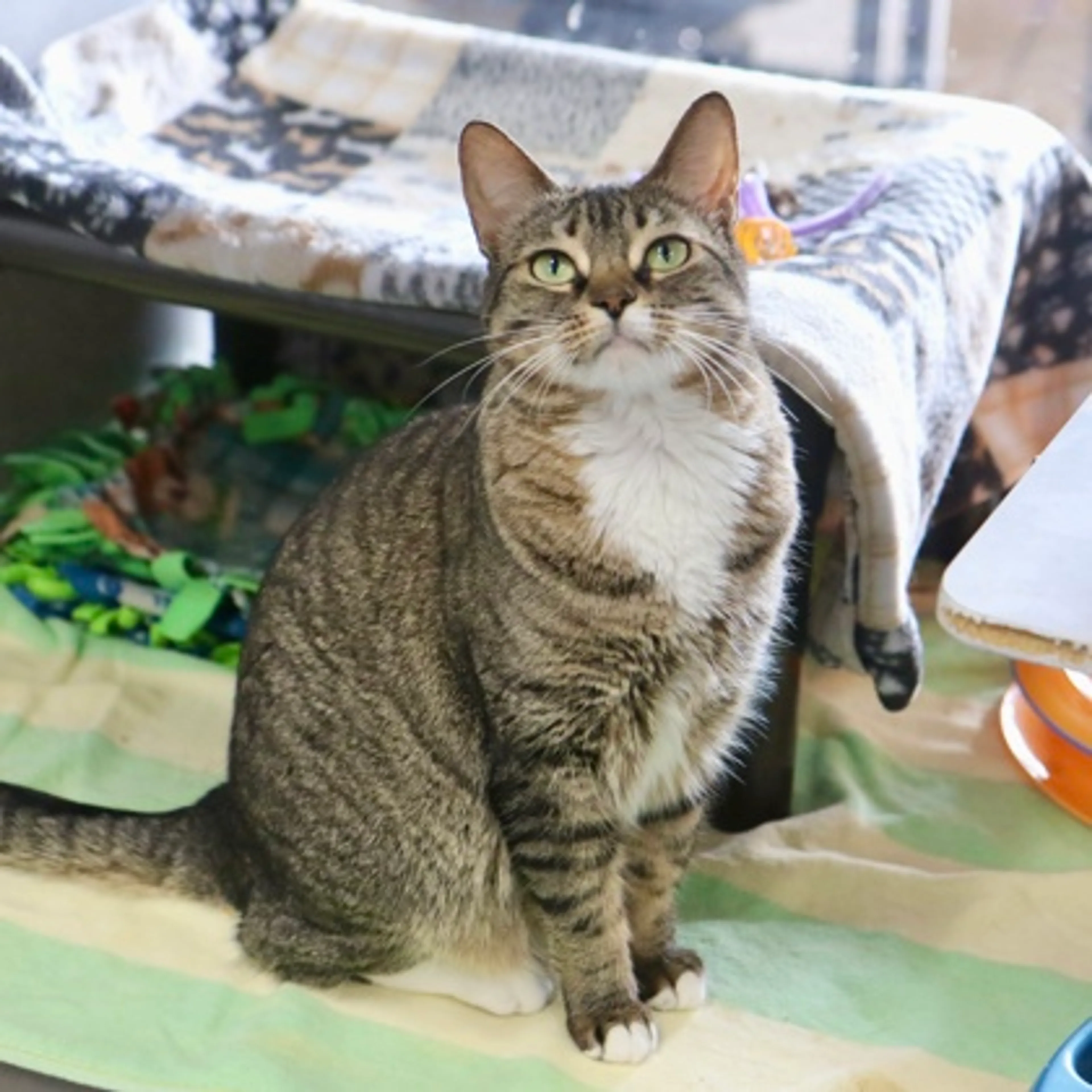 Found pet-2