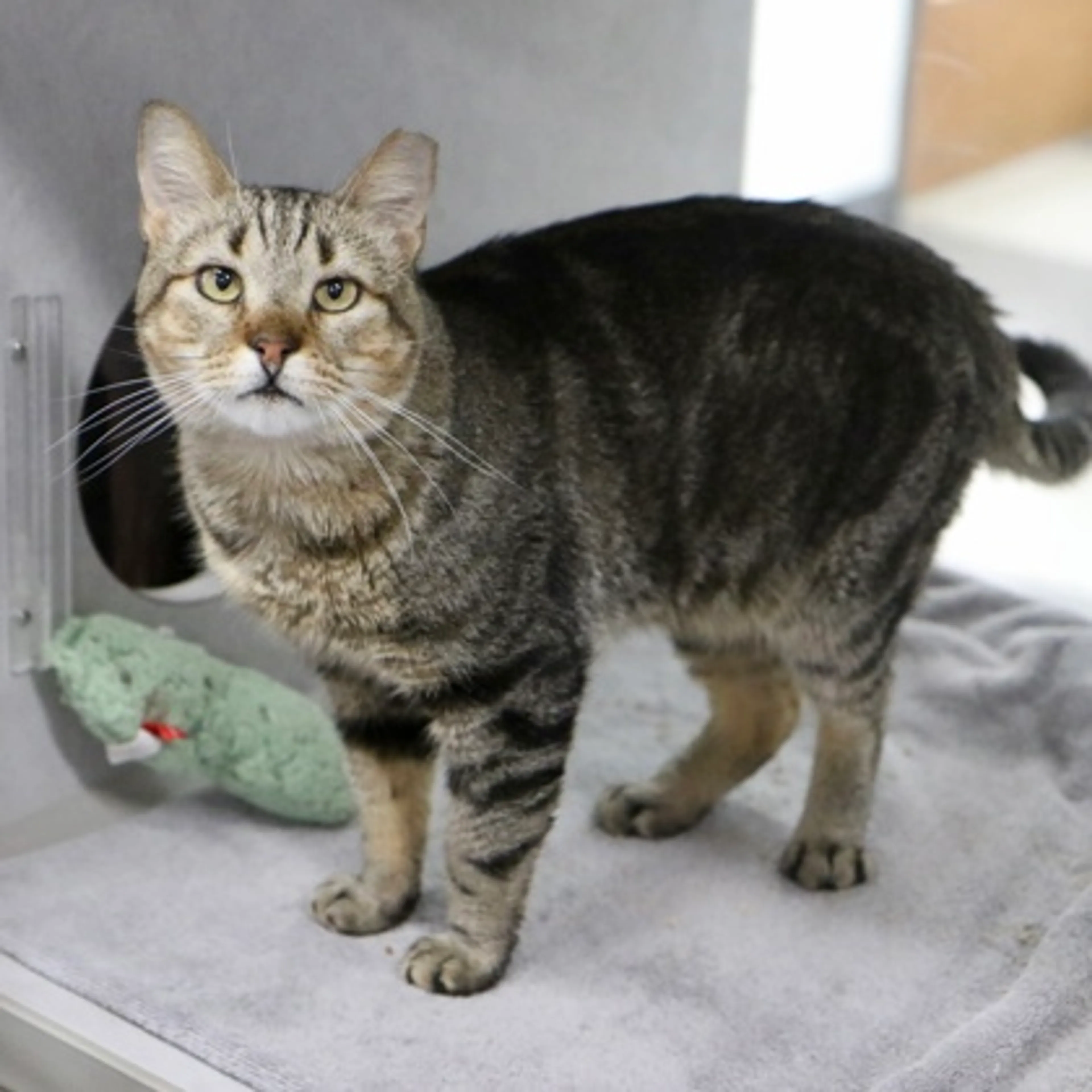 Found pet-1