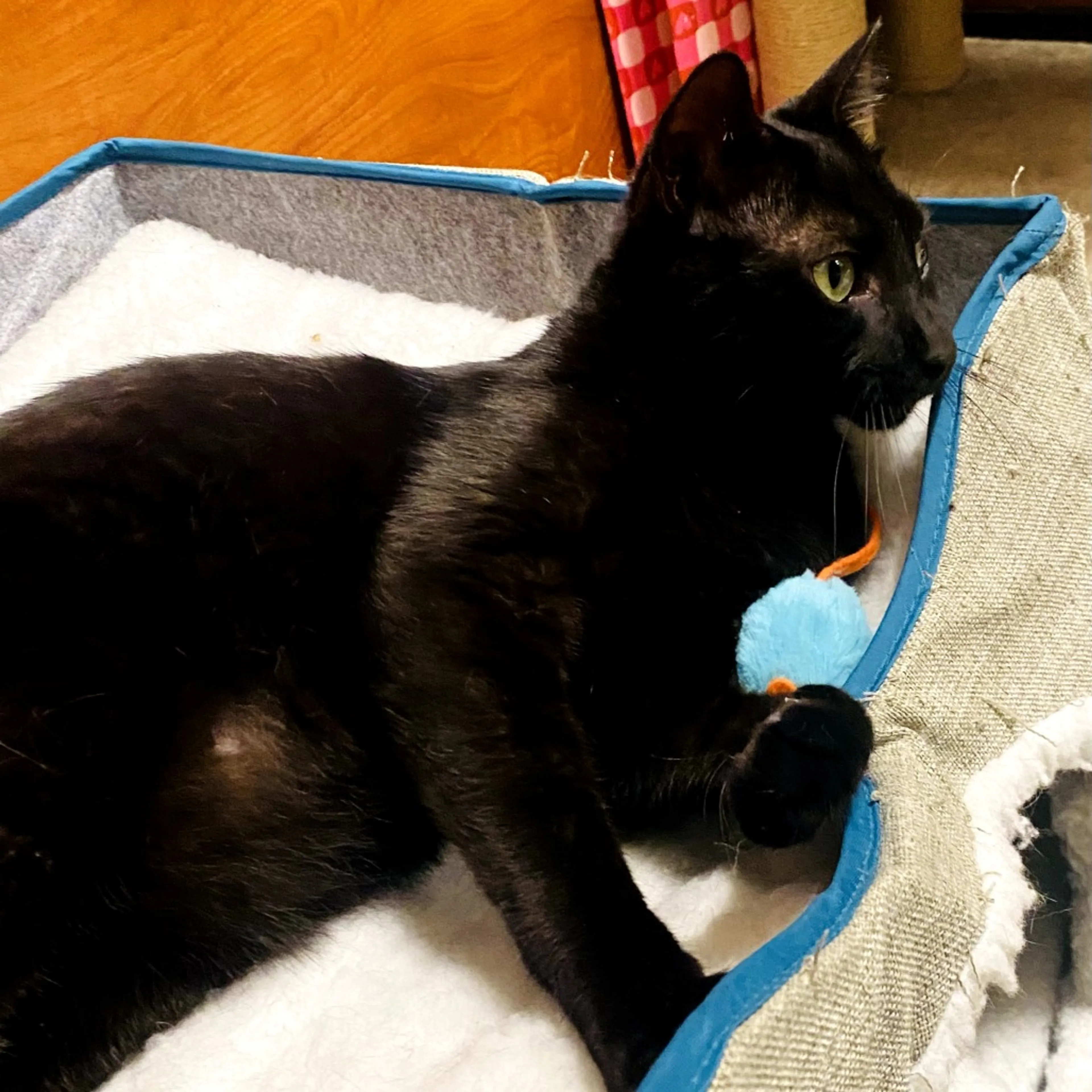 Found pet-4