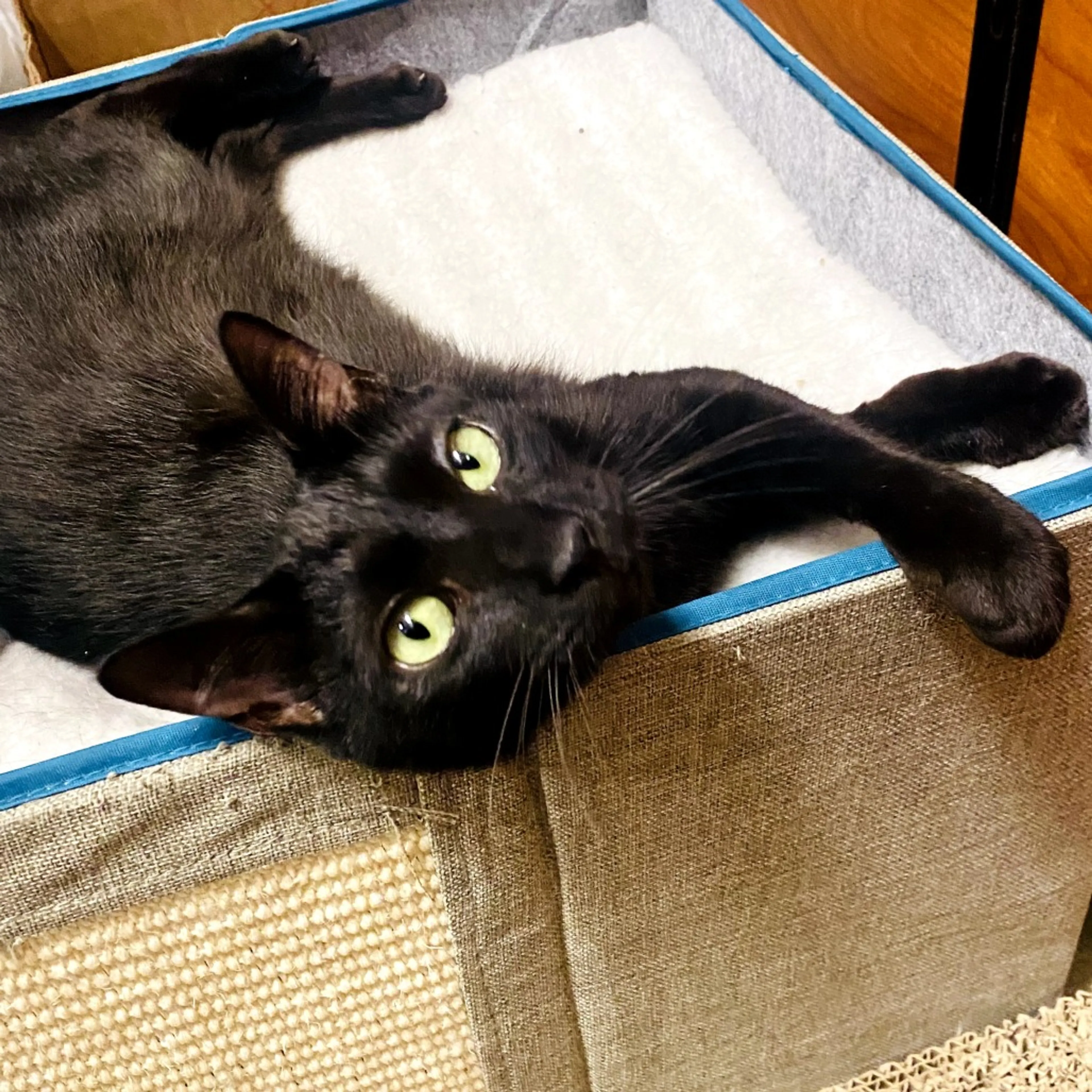 Found pet-2