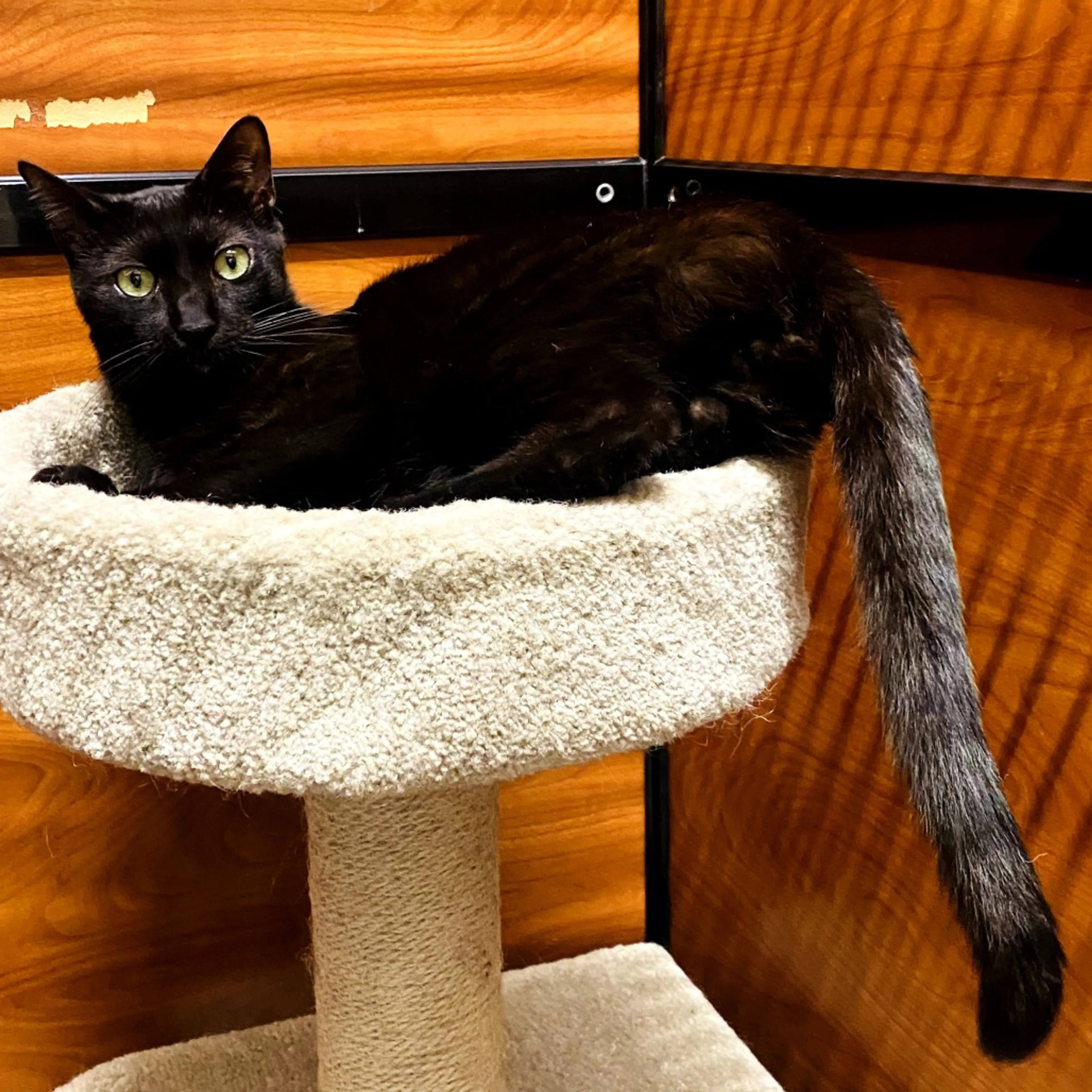 Found pet-1
