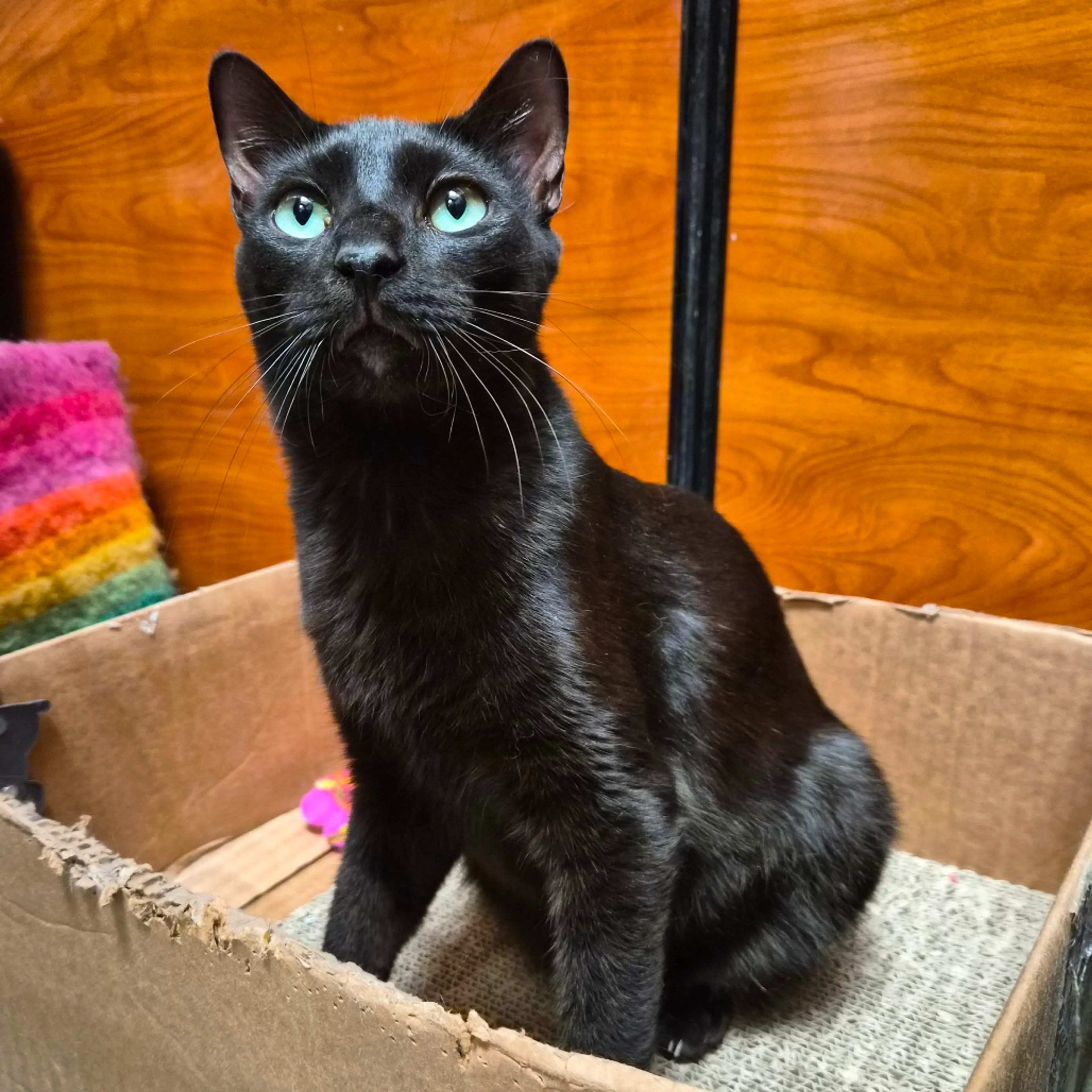 Found pet-5