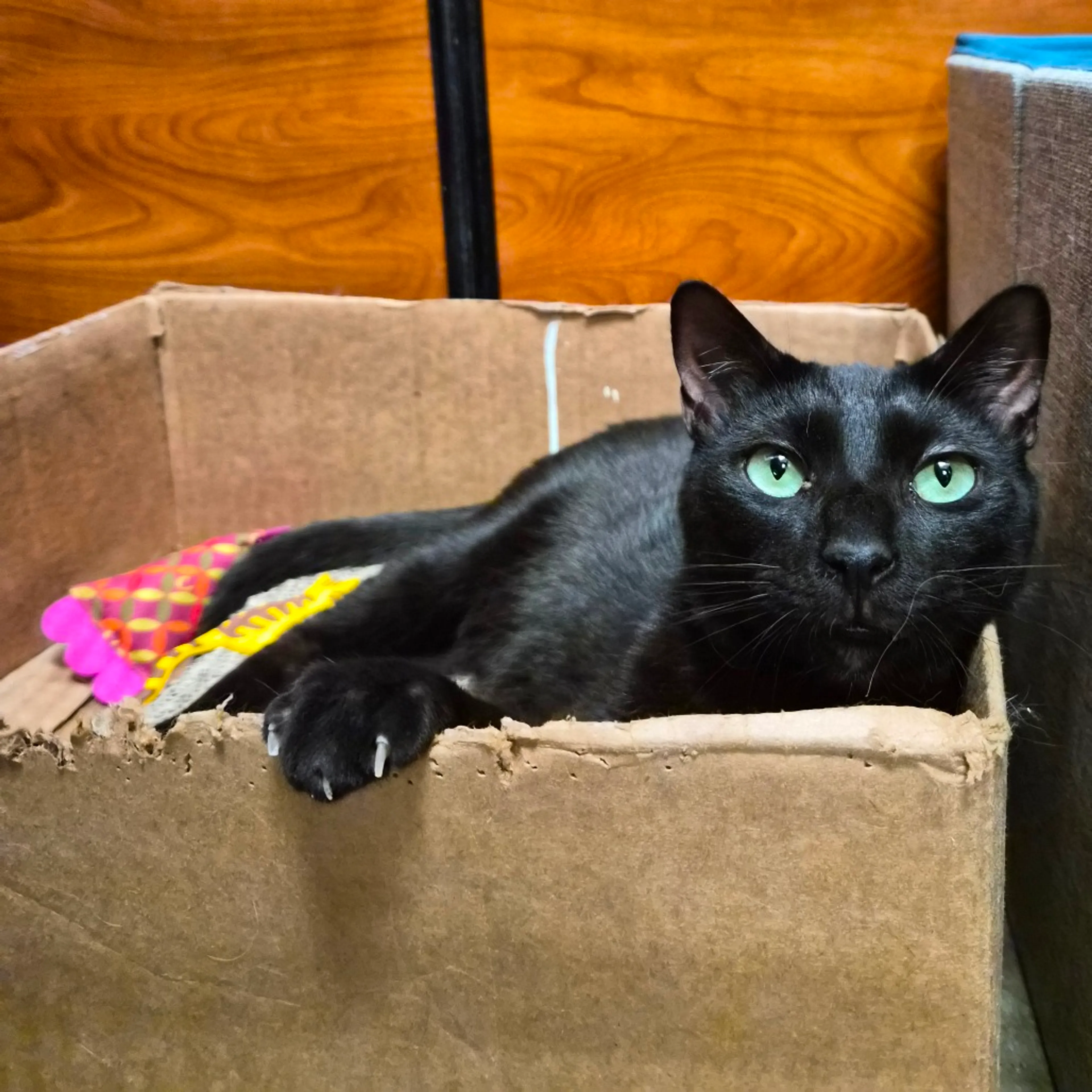 Found pet-6