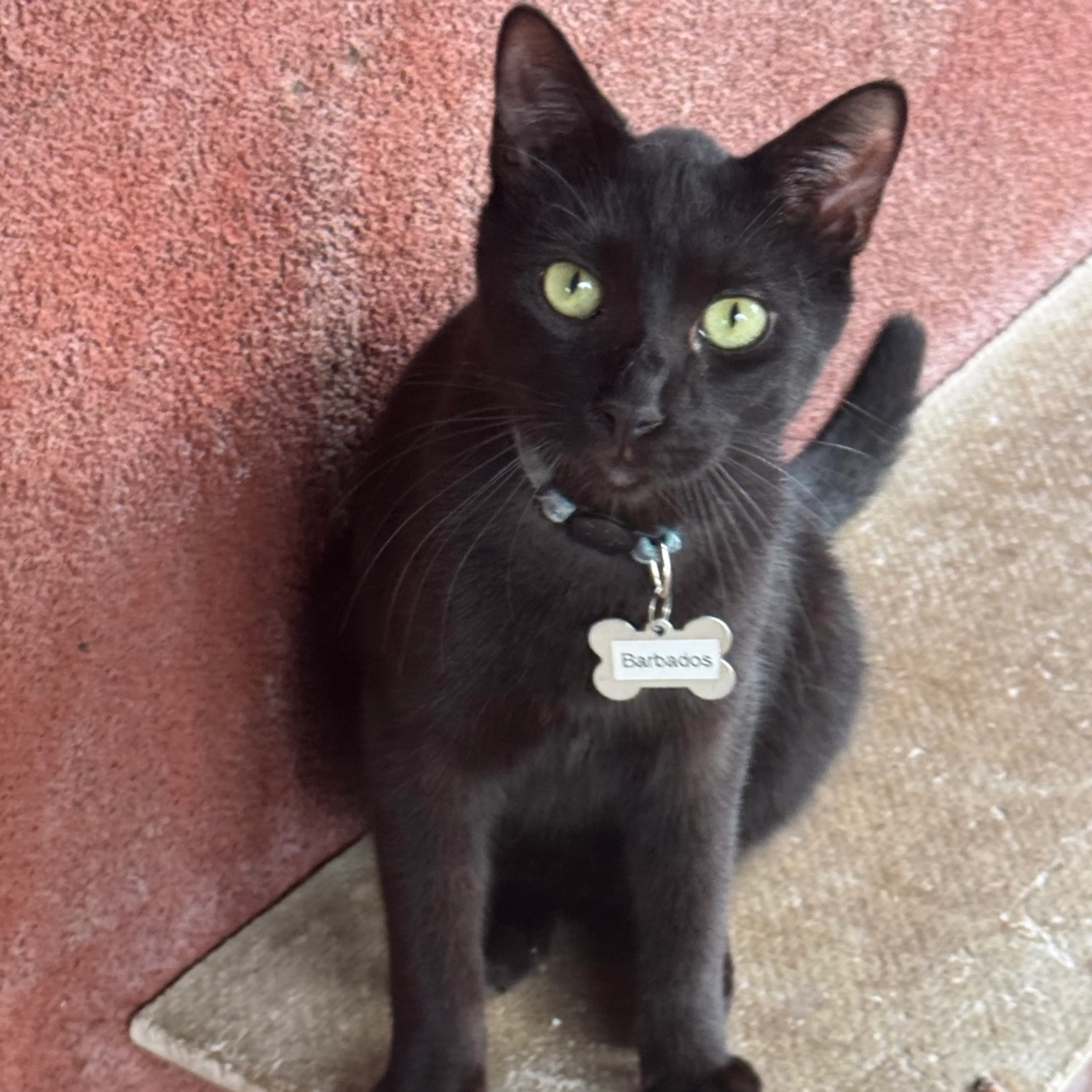 Found pet-0