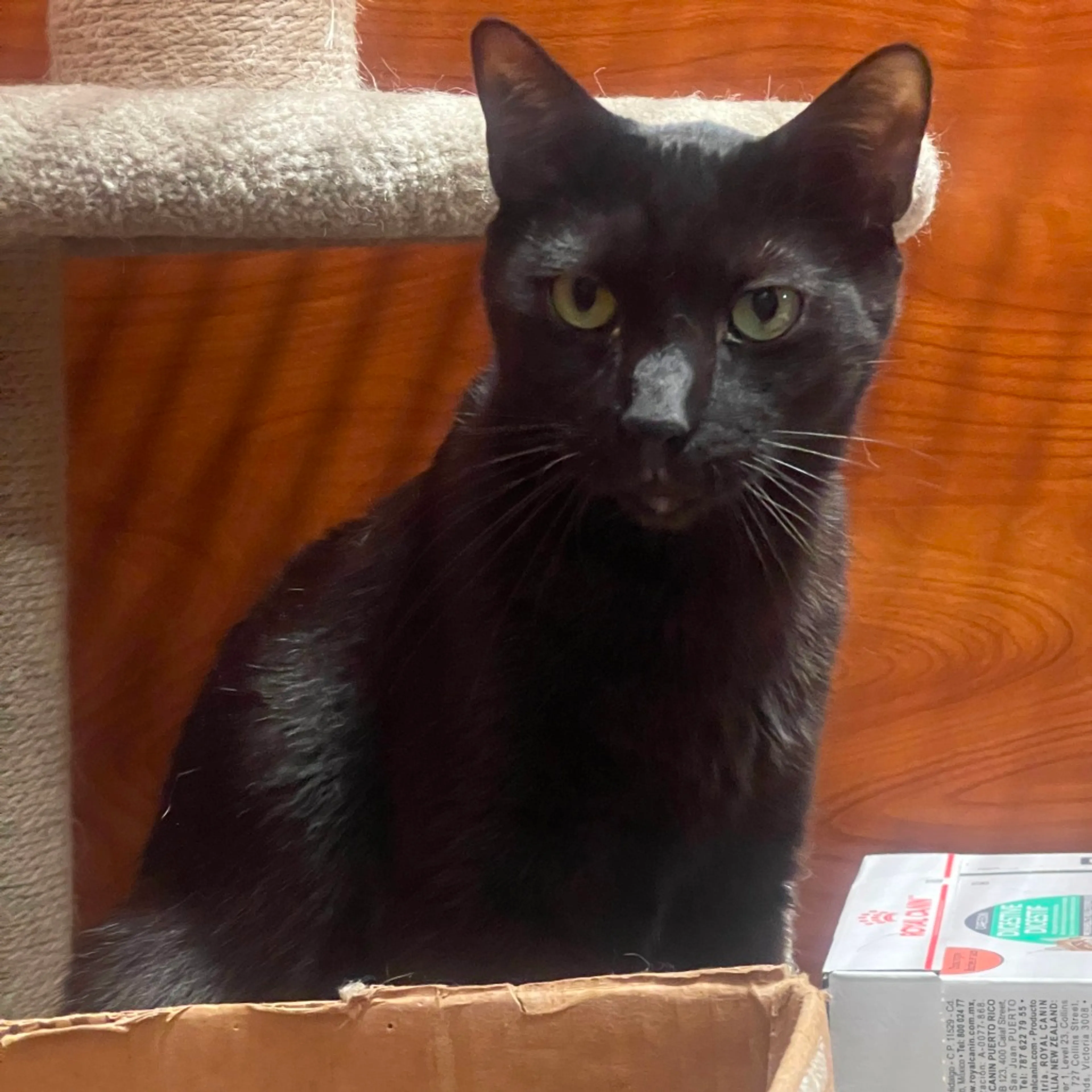 Found pet-7