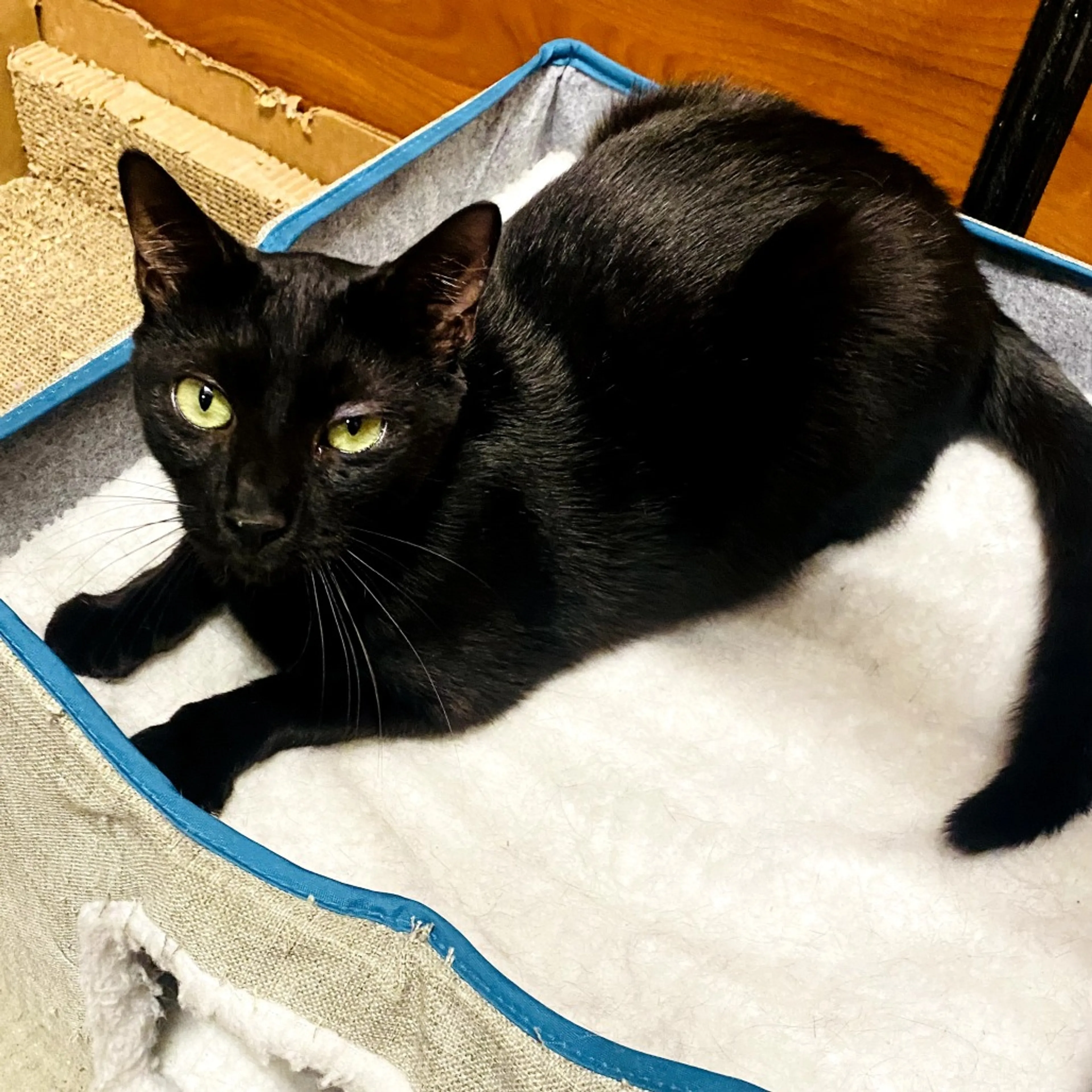 Found pet-3