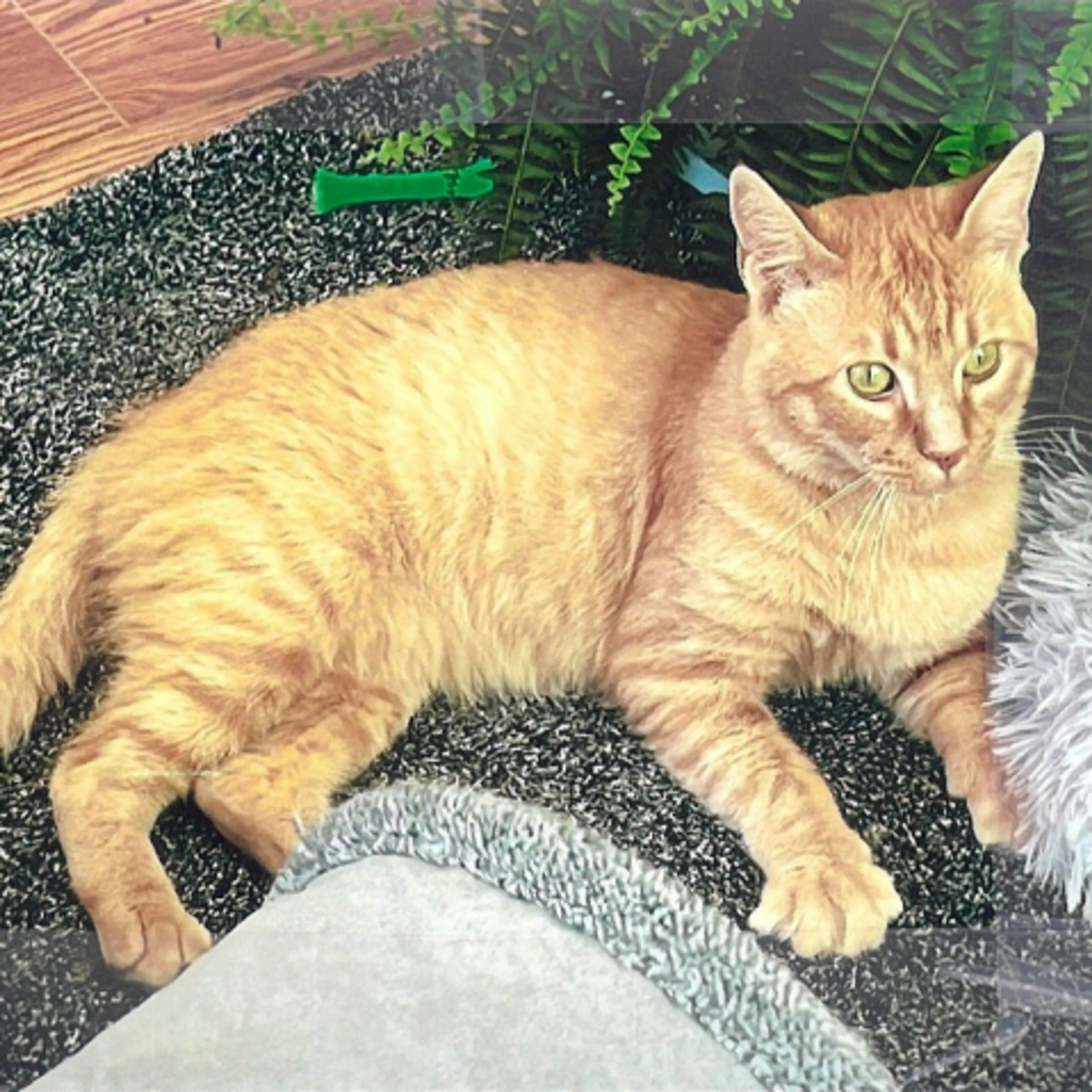 Found pet-1