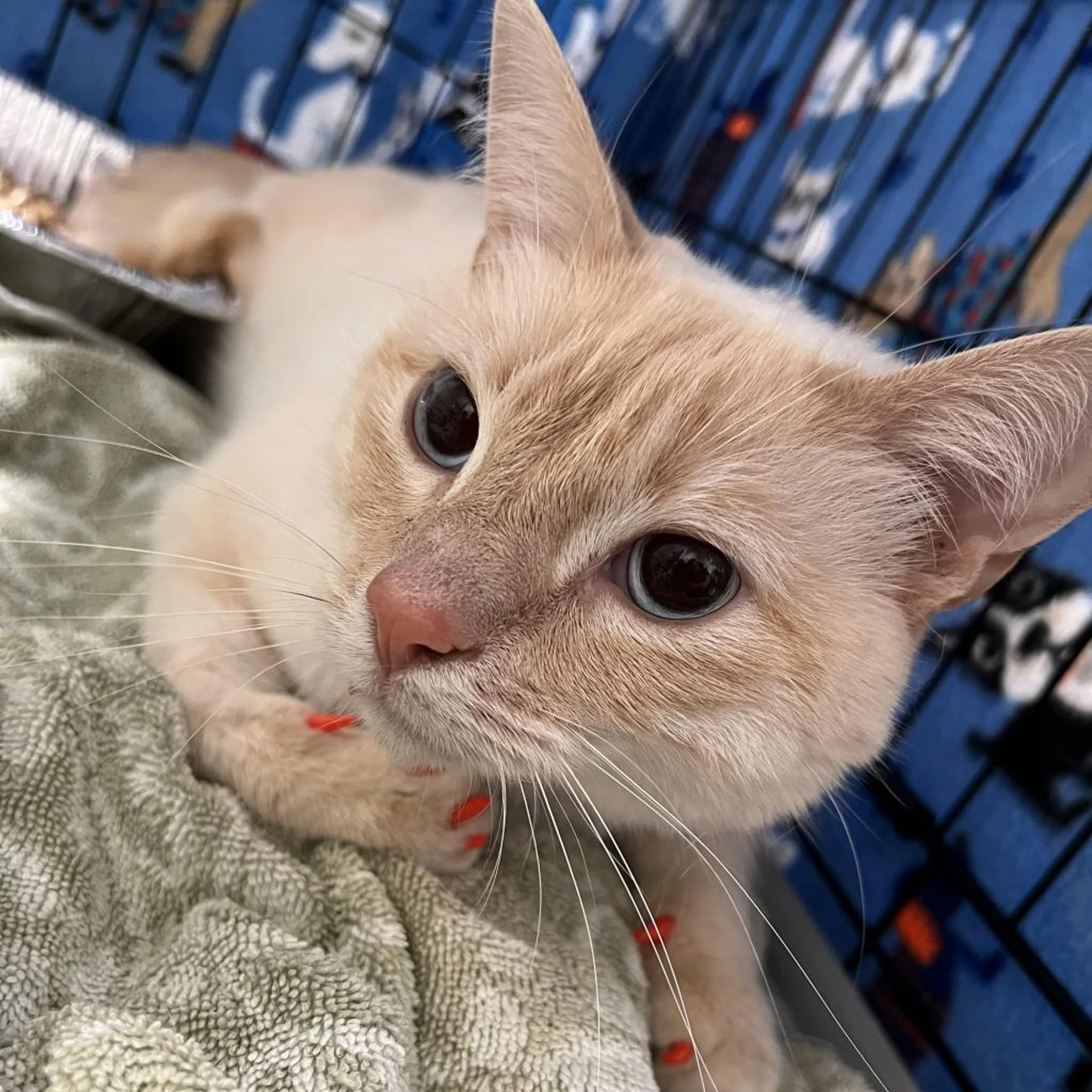 Found pet-0