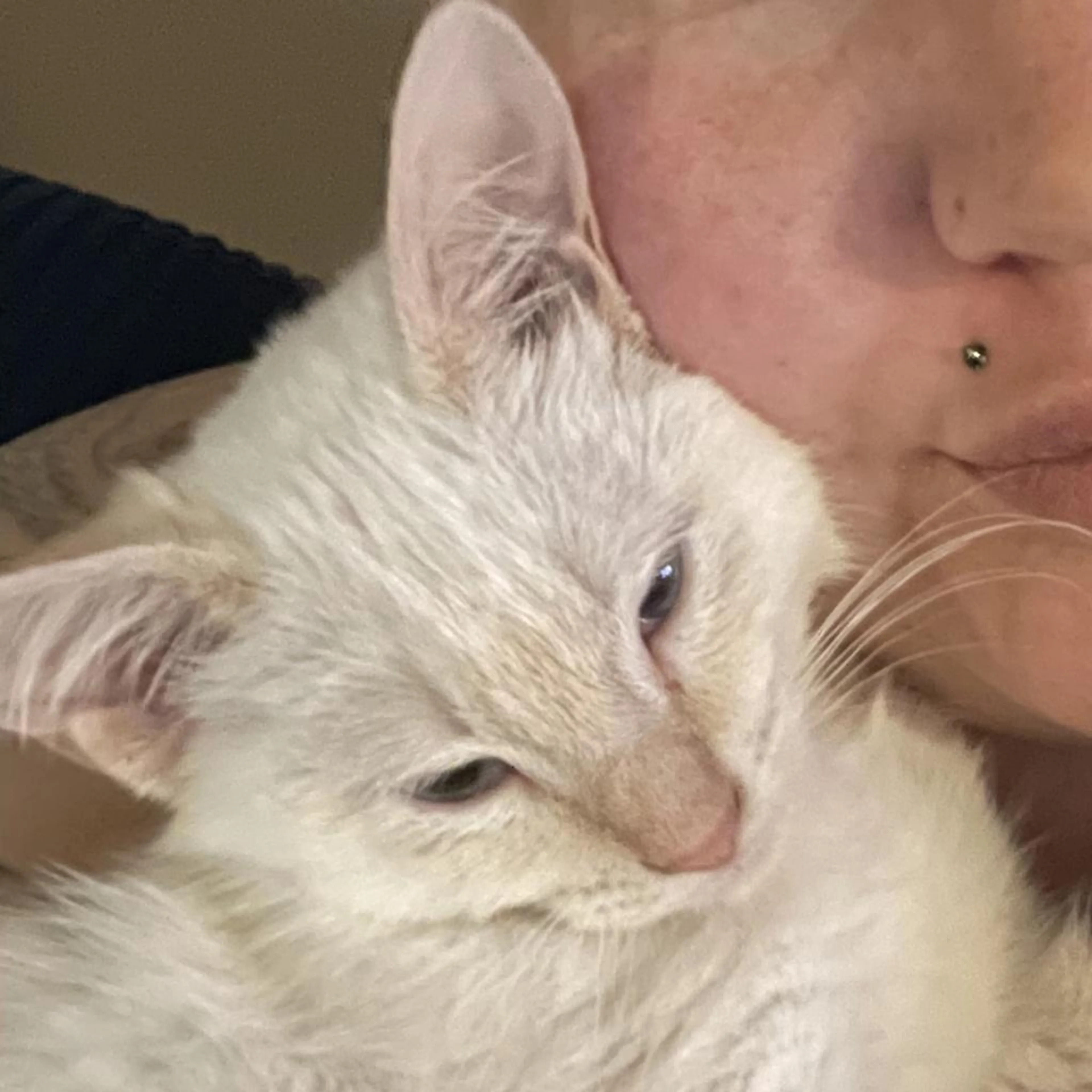 Found pet-1