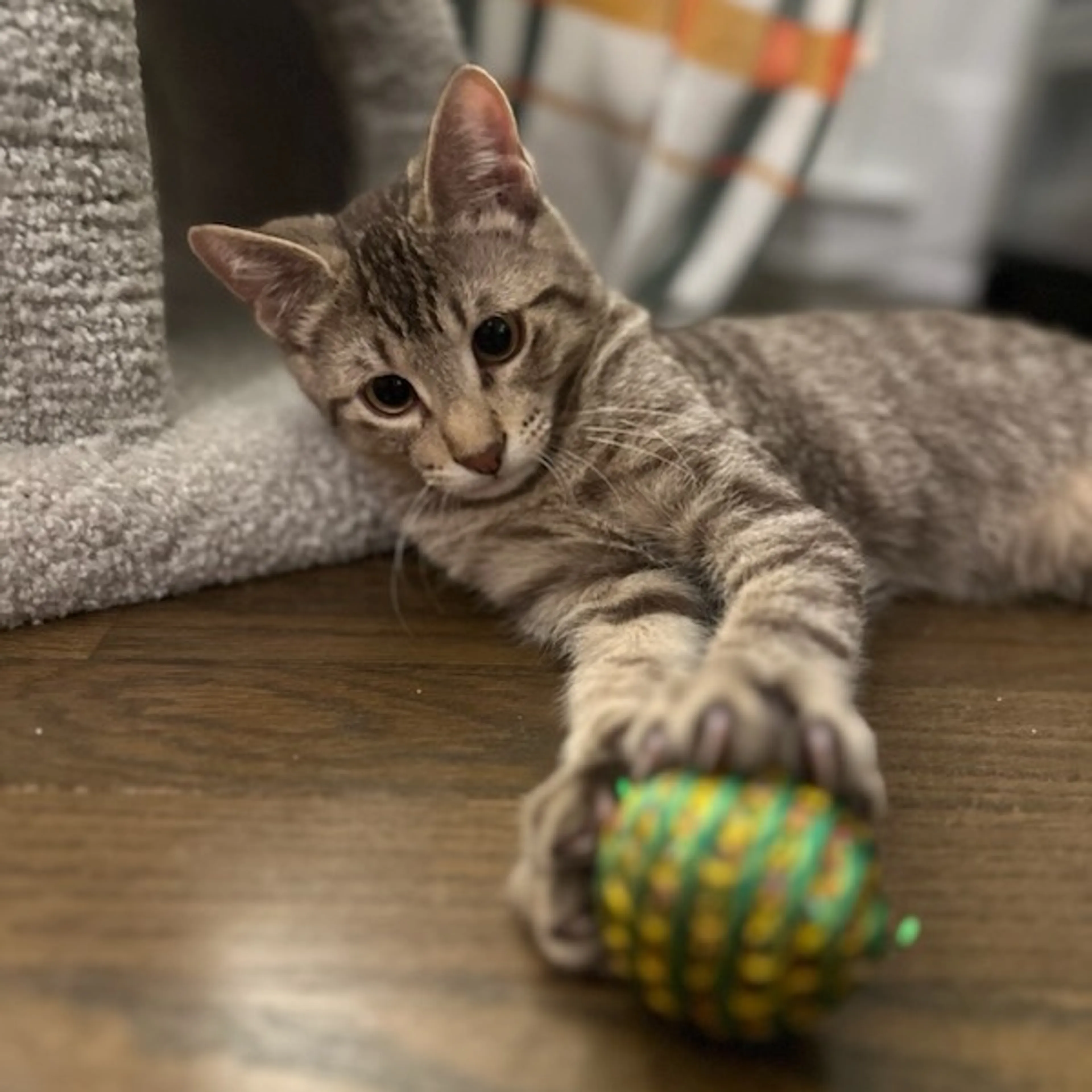 Found pet-10