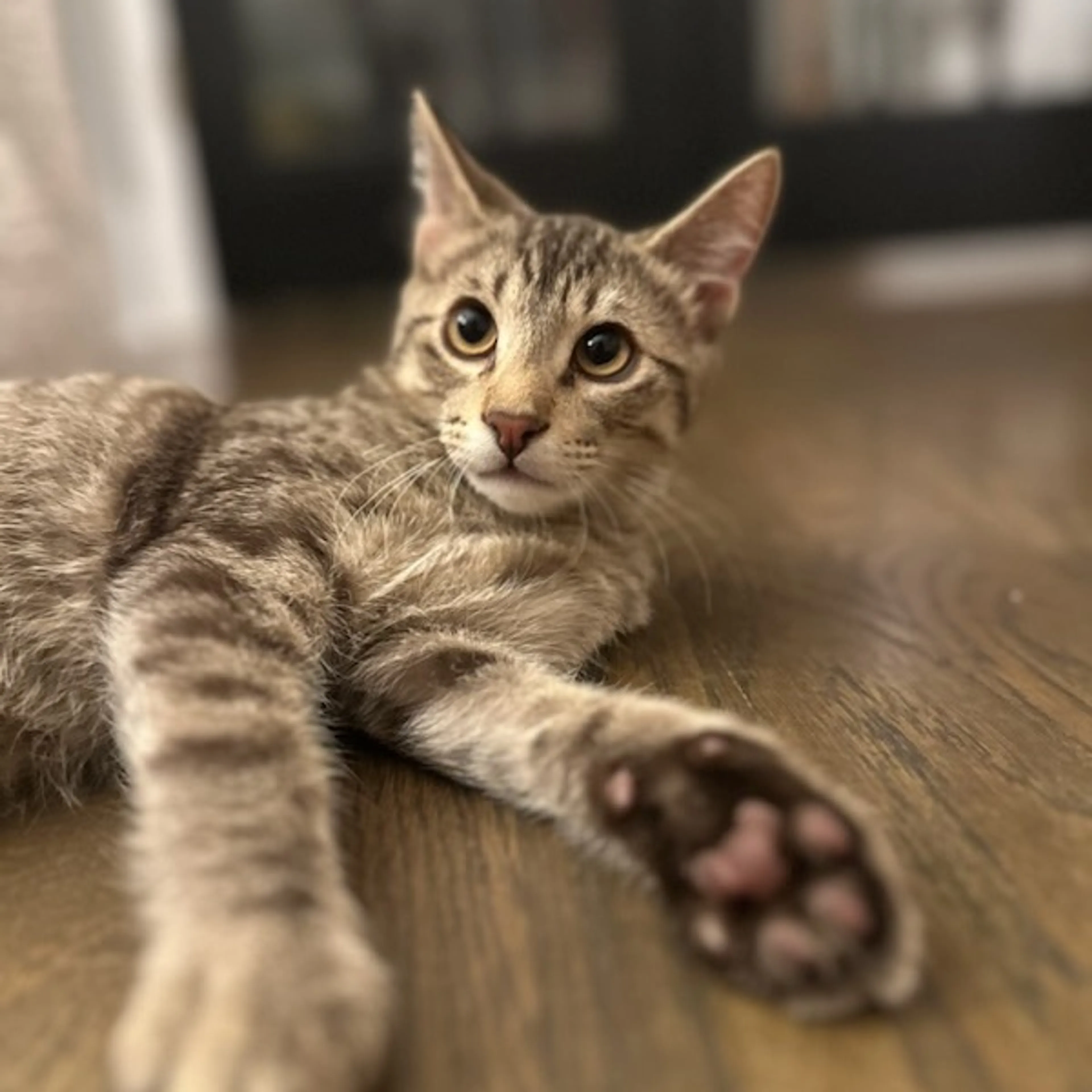 Found pet-13