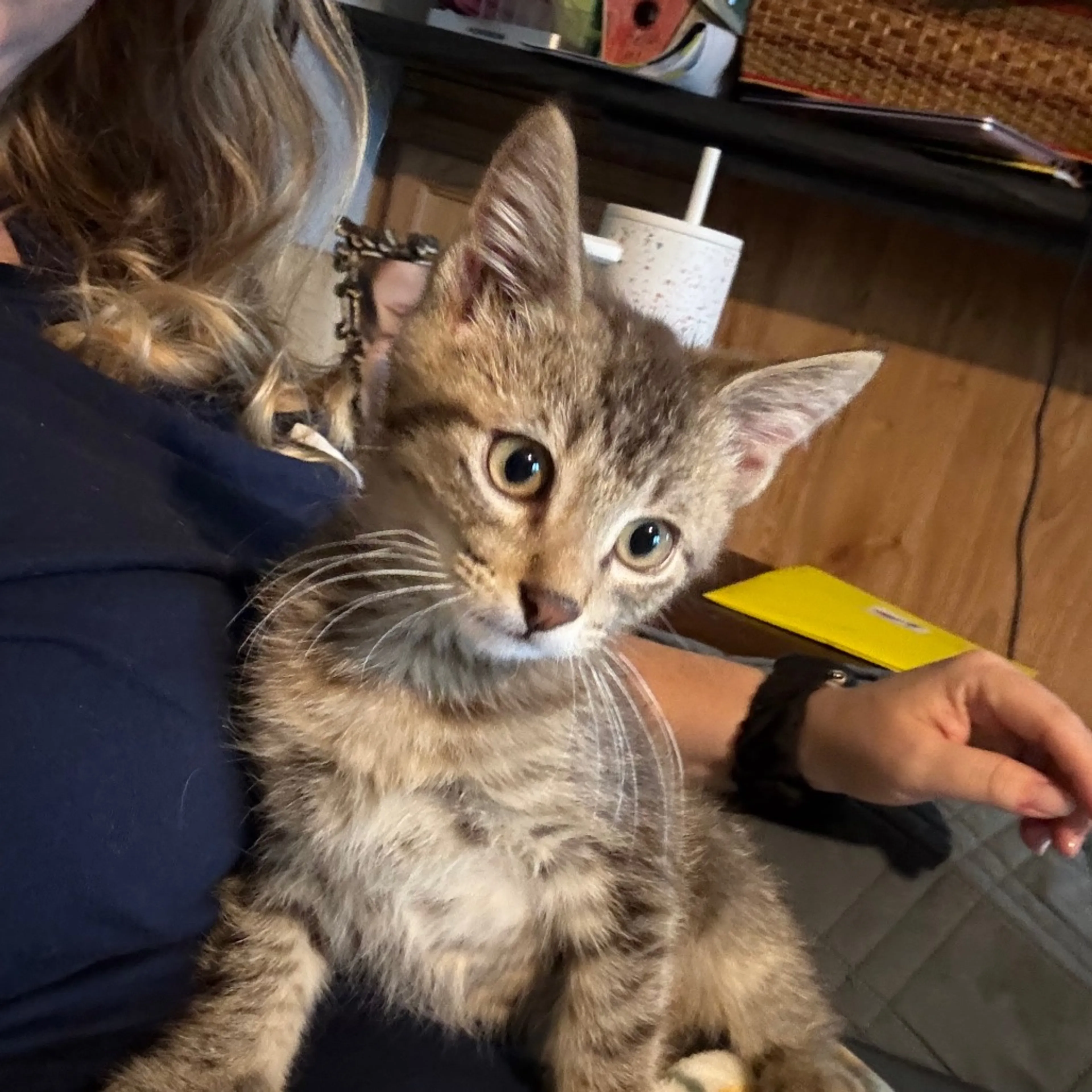 Found pet-5