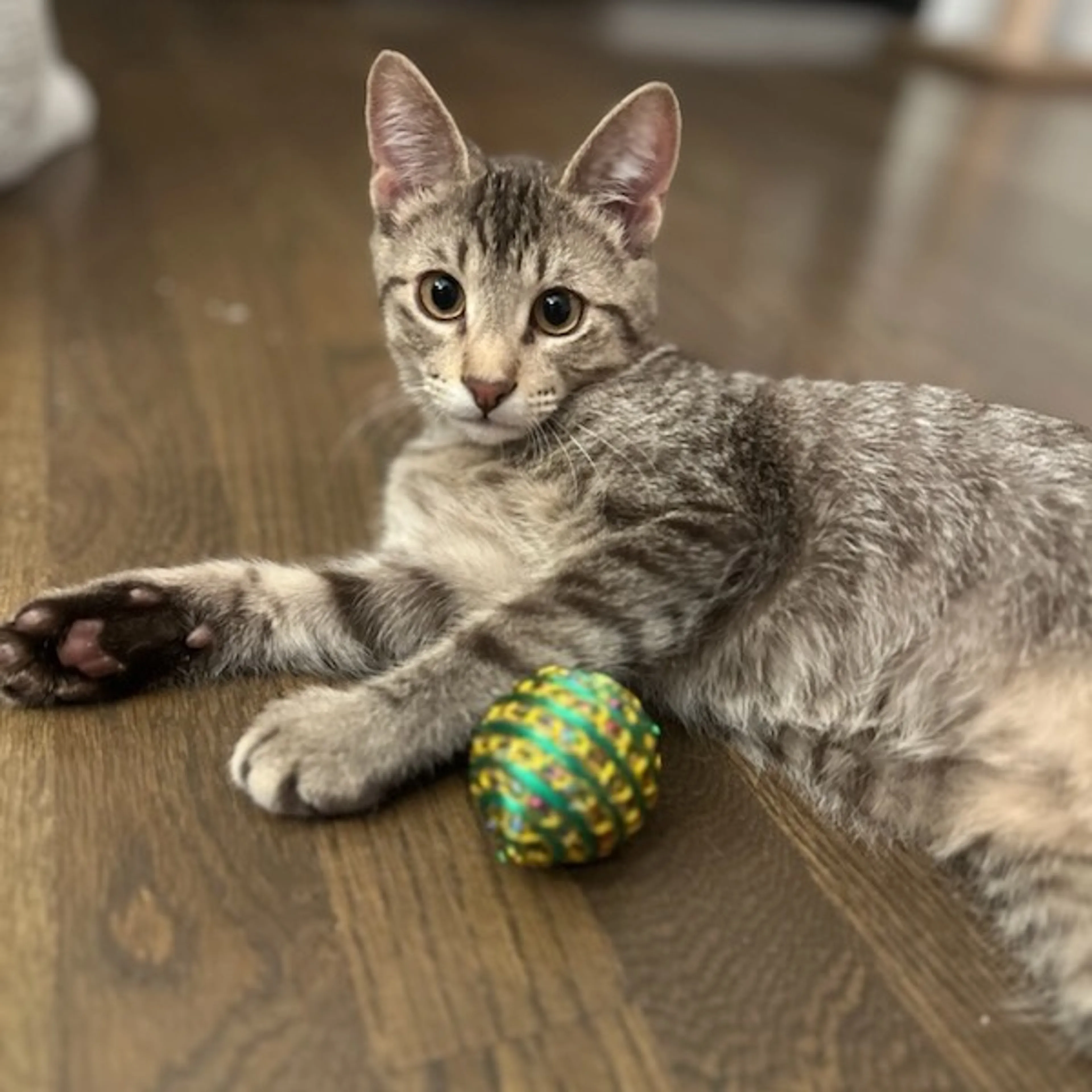 Found pet-11