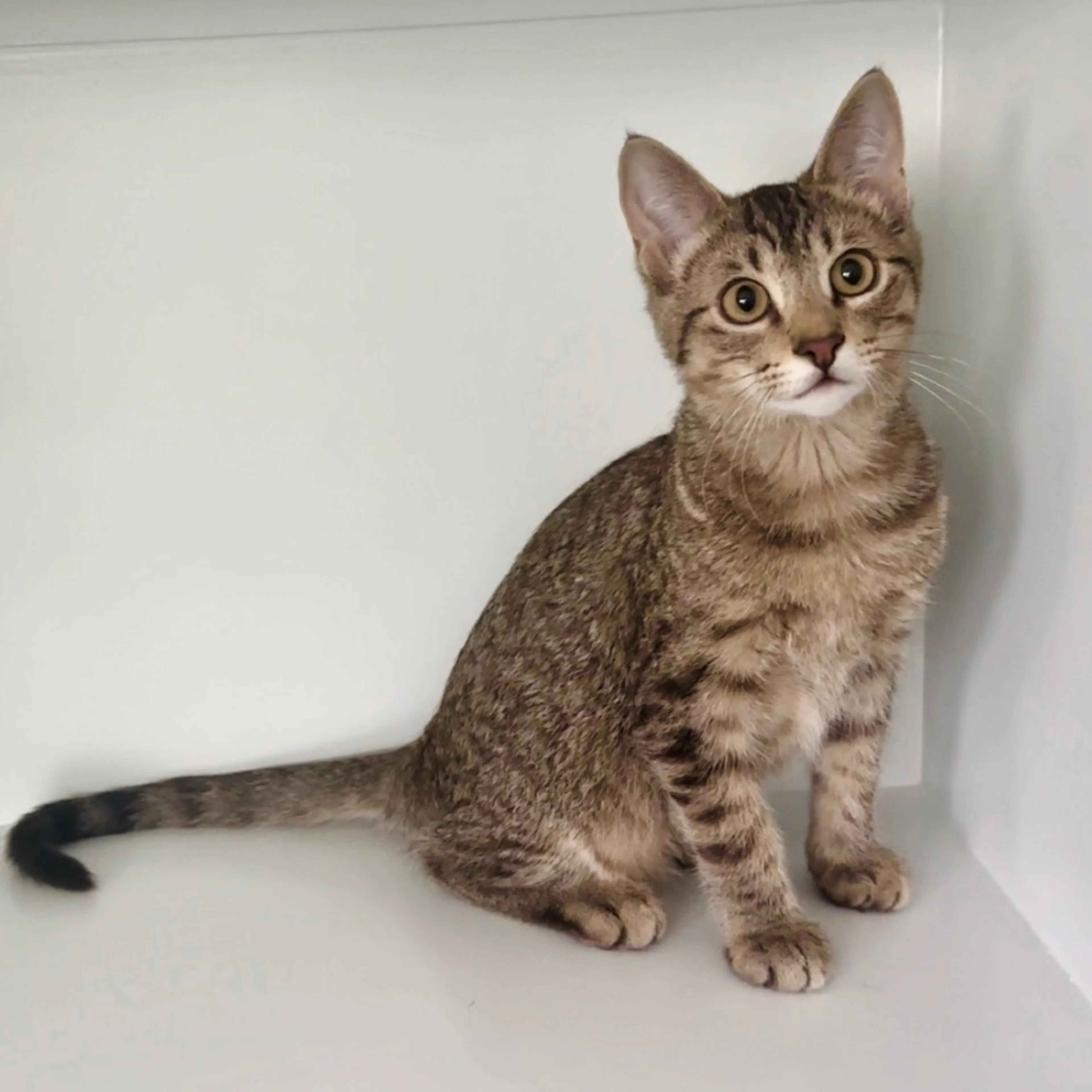 Found pet-8