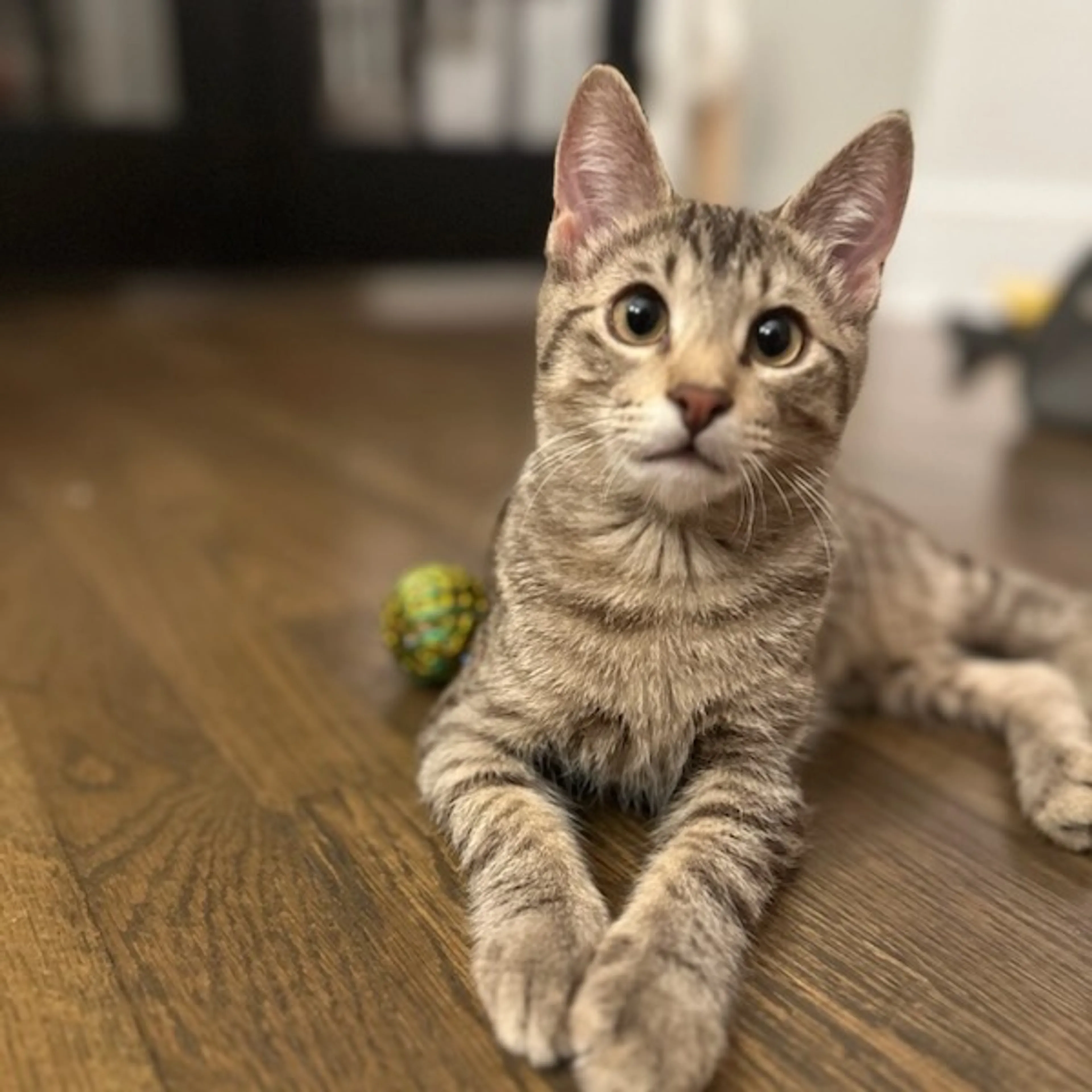 Found pet-12