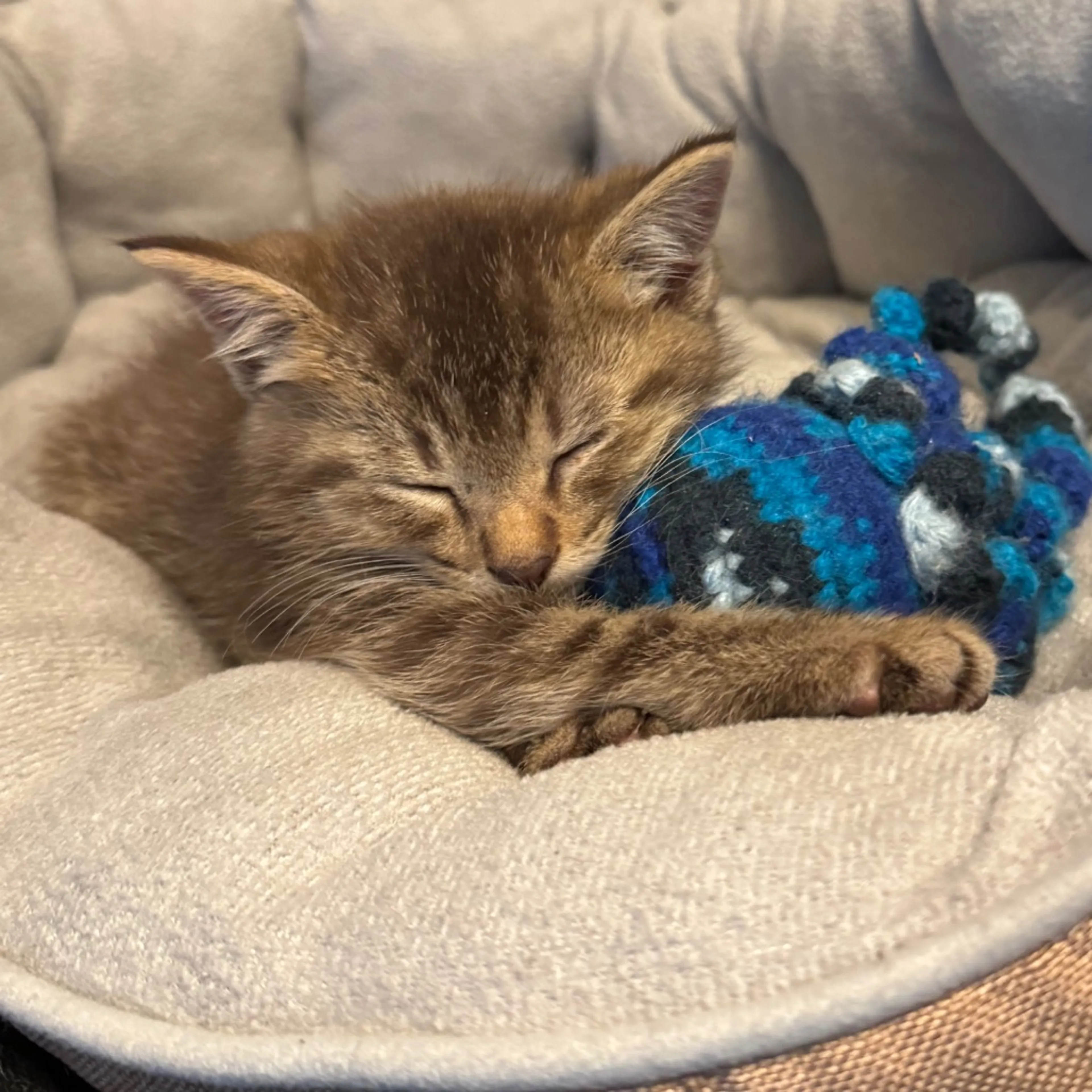 Found pet-4