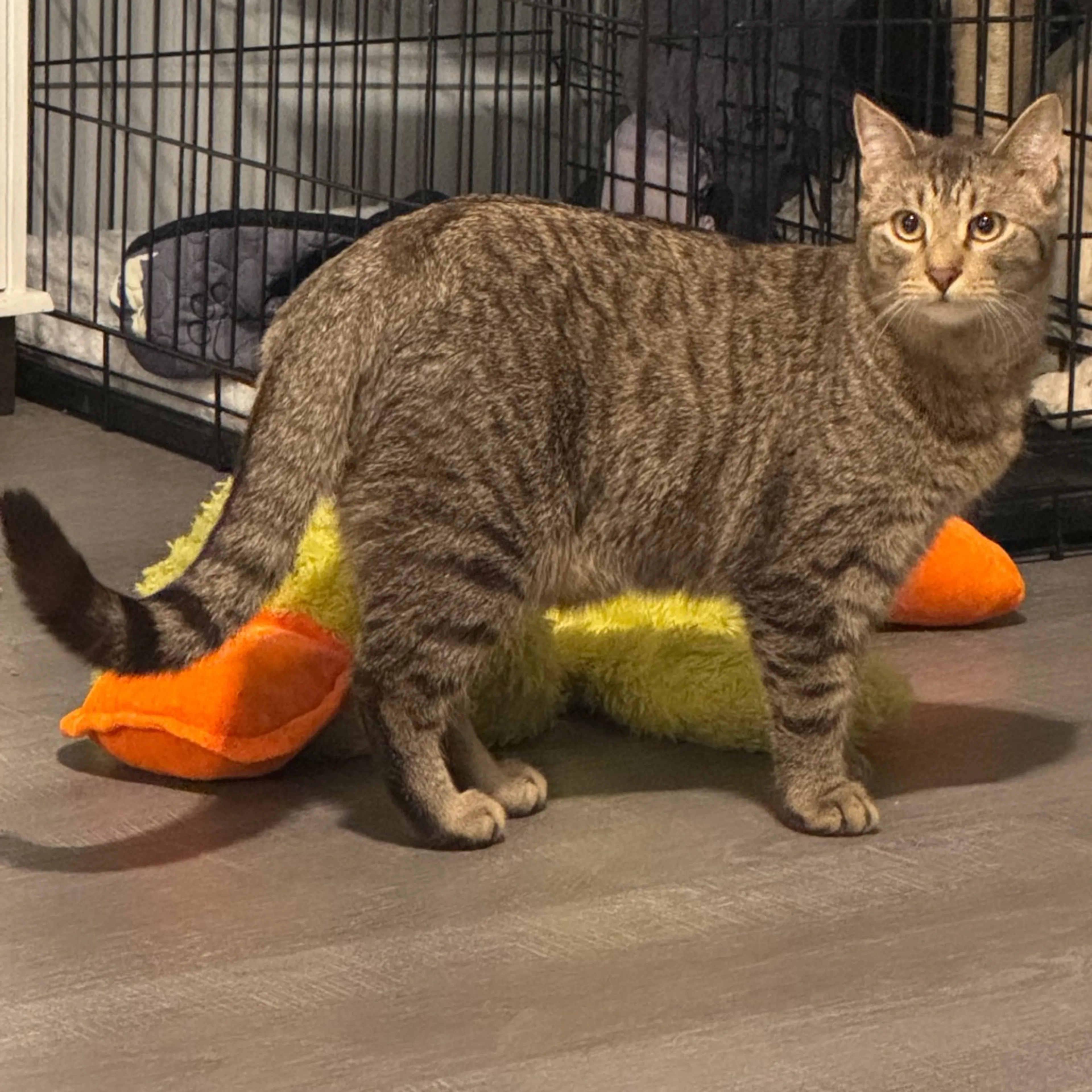 Found pet-0