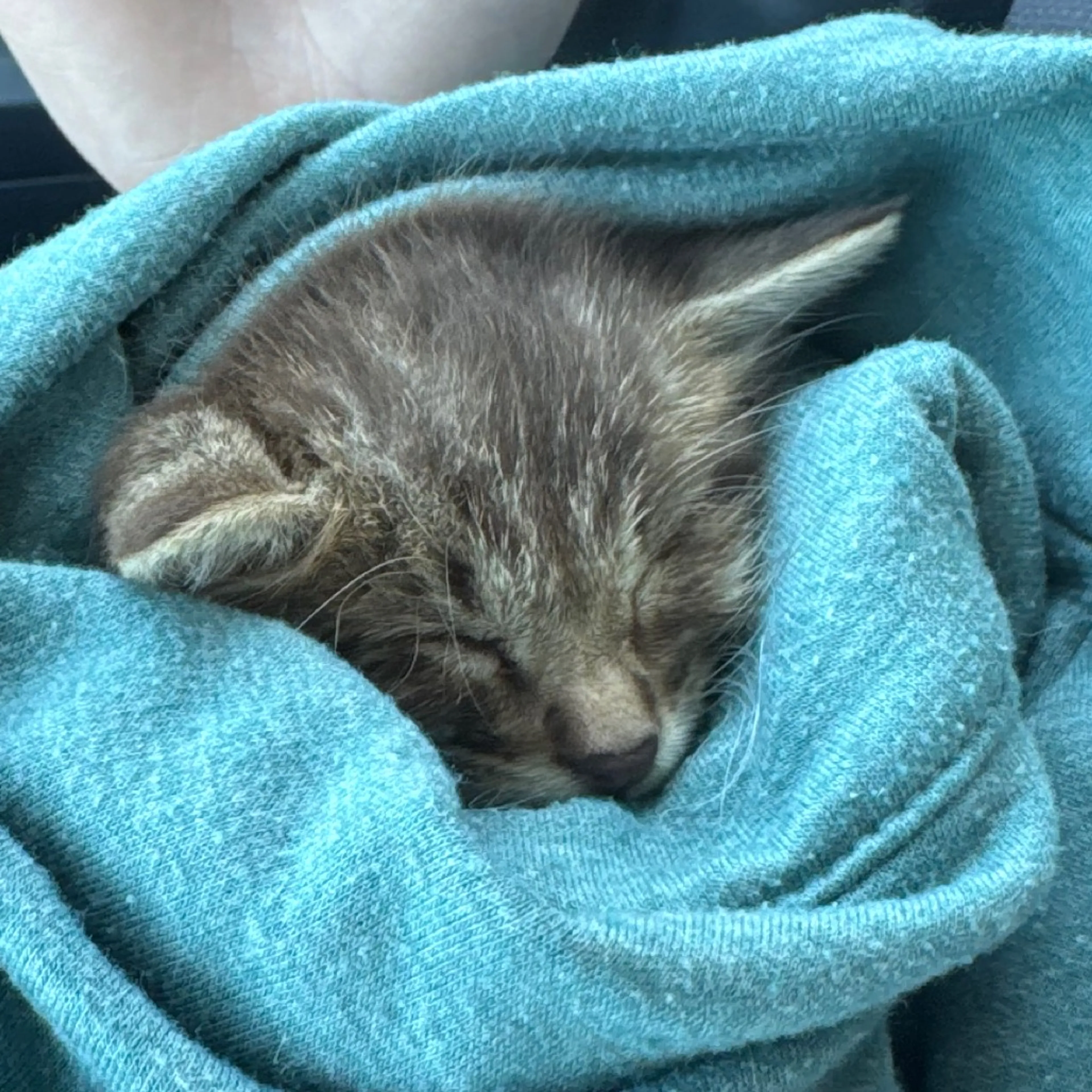 Found pet-1