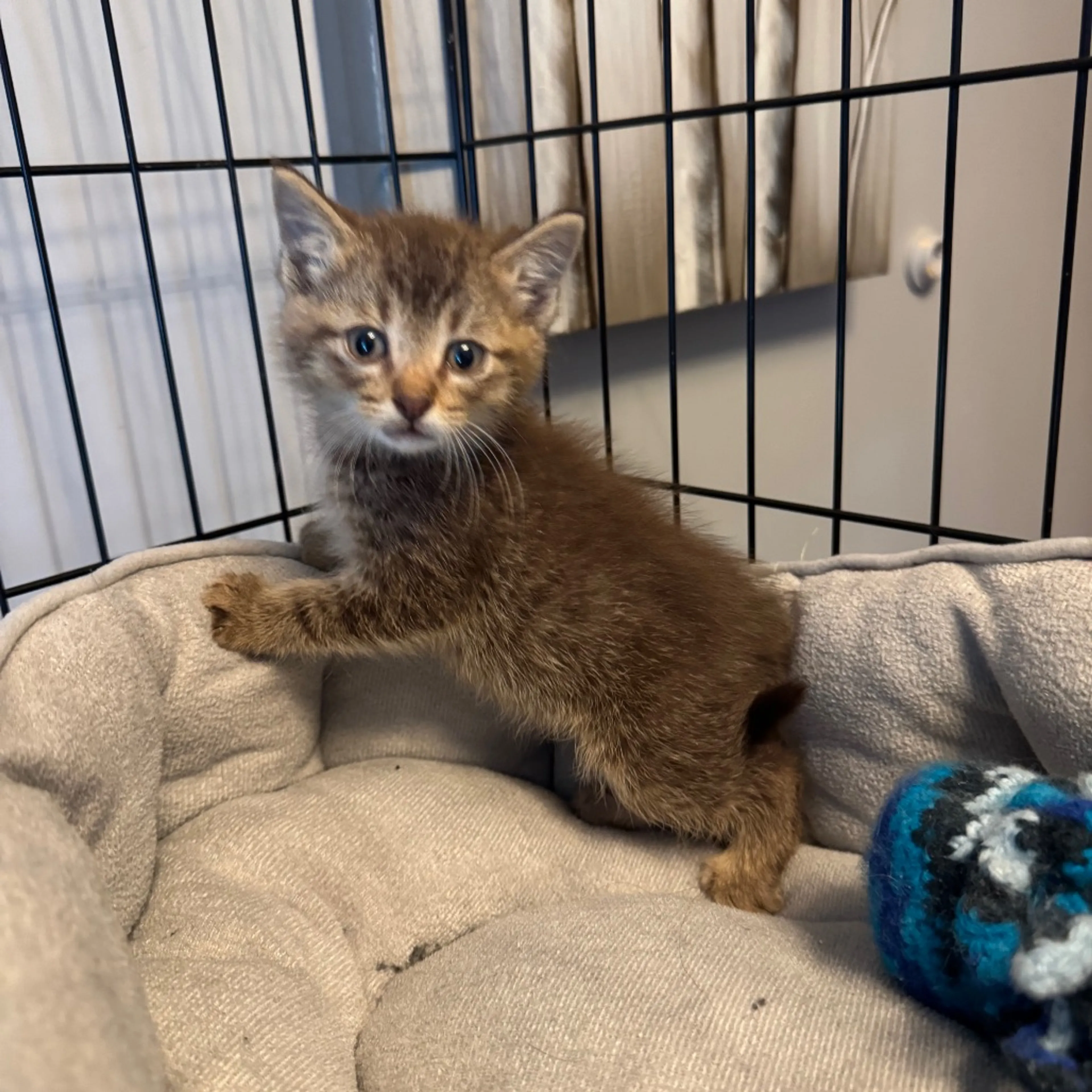 Found pet-2