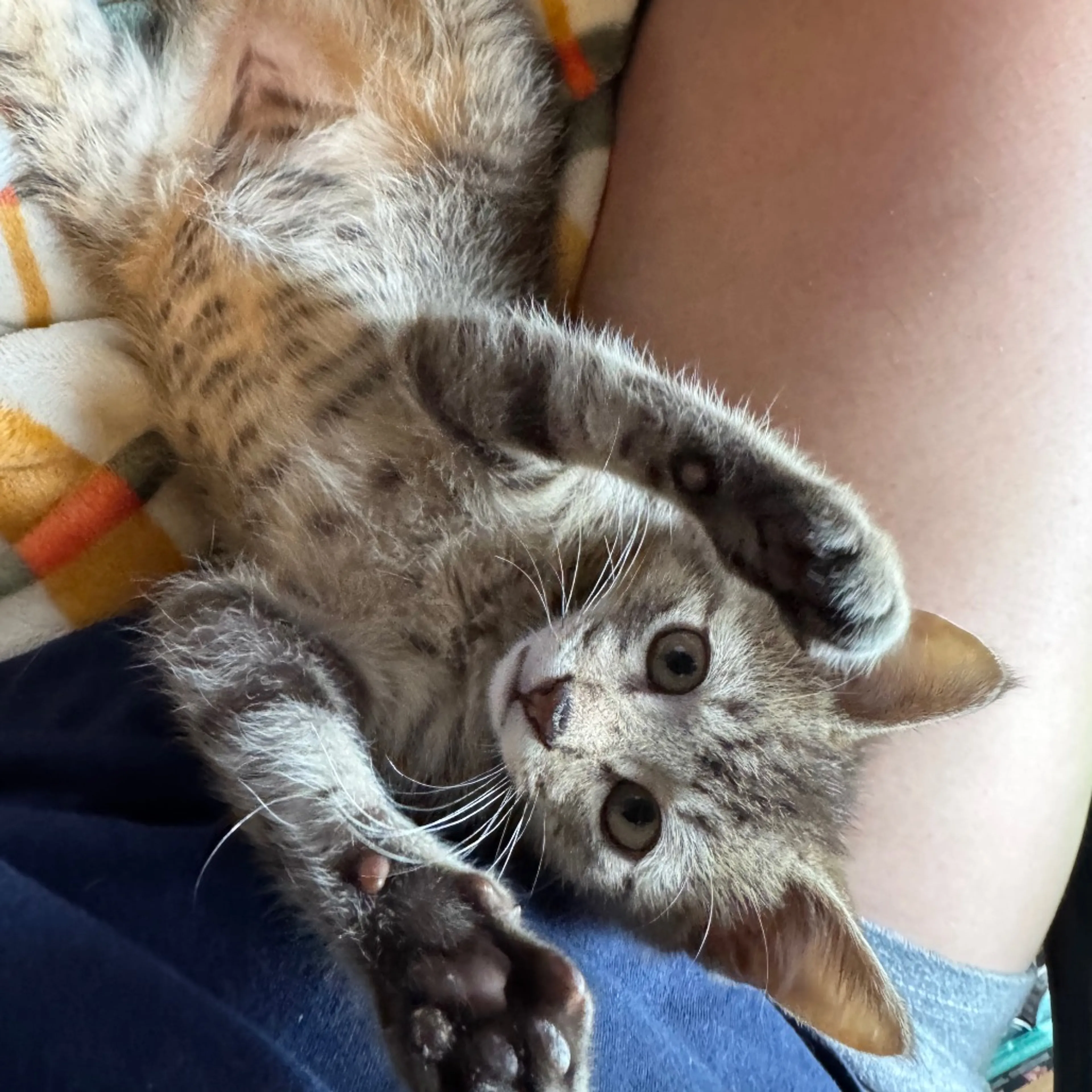 Found pet-7