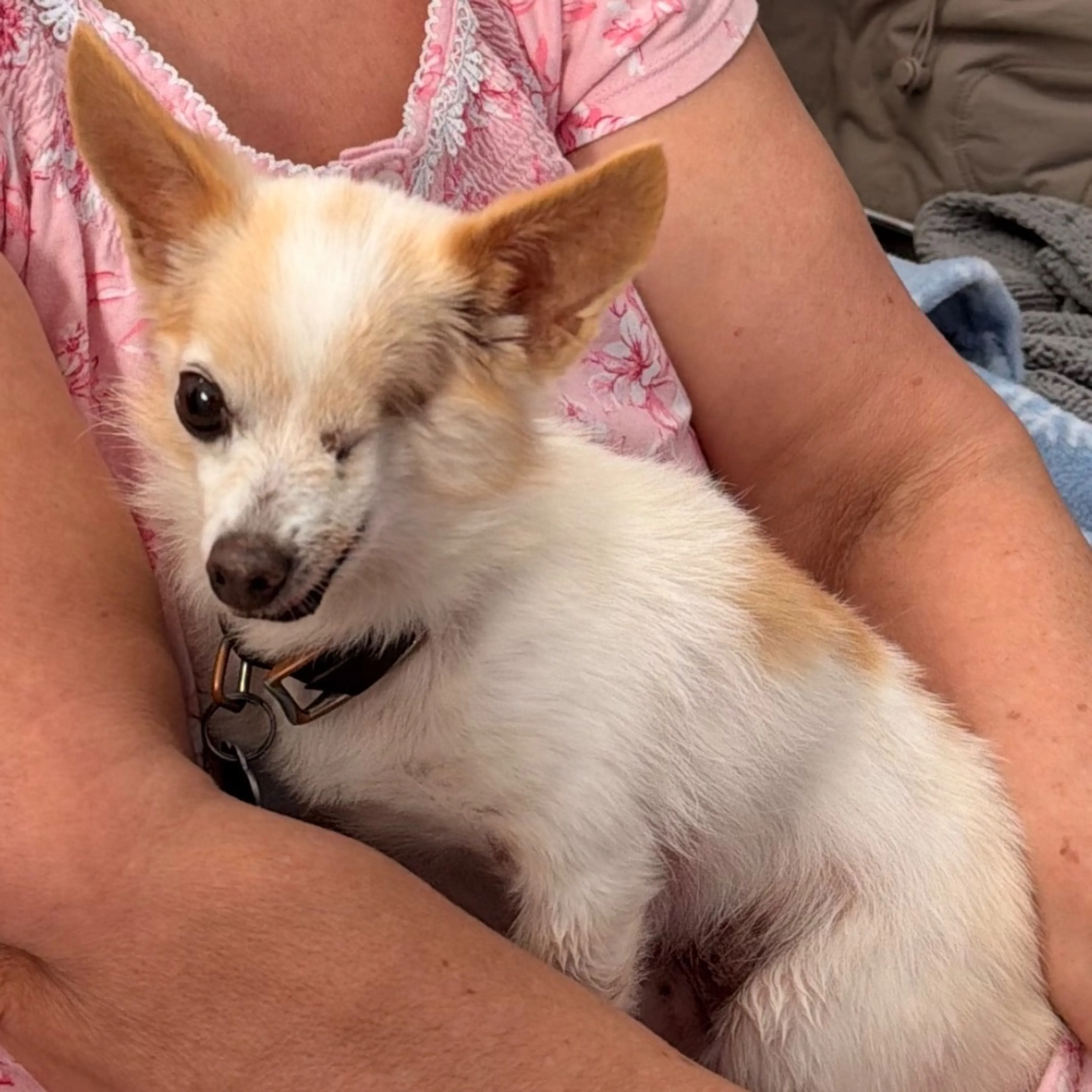 Lost pet-0