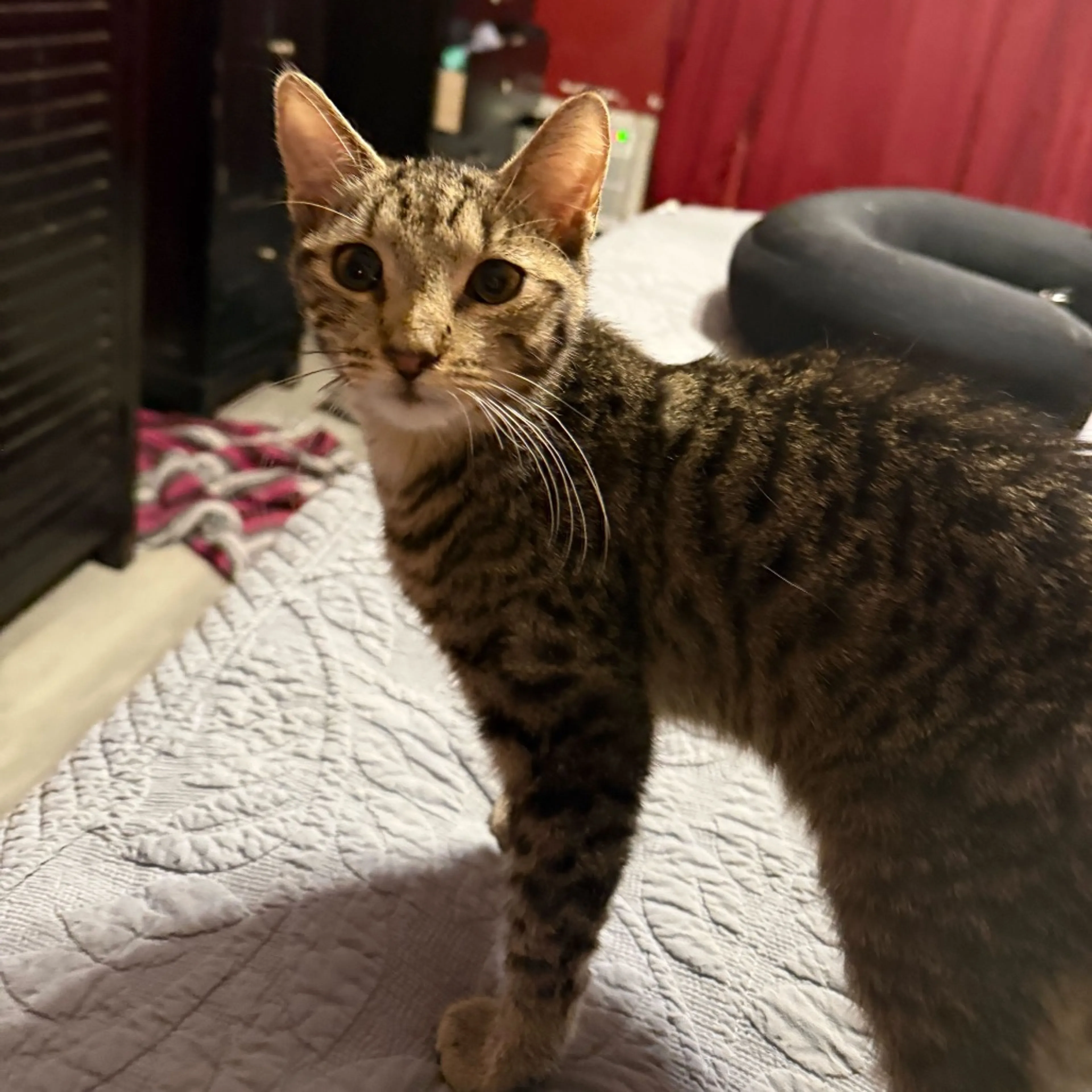 Found pet-0
