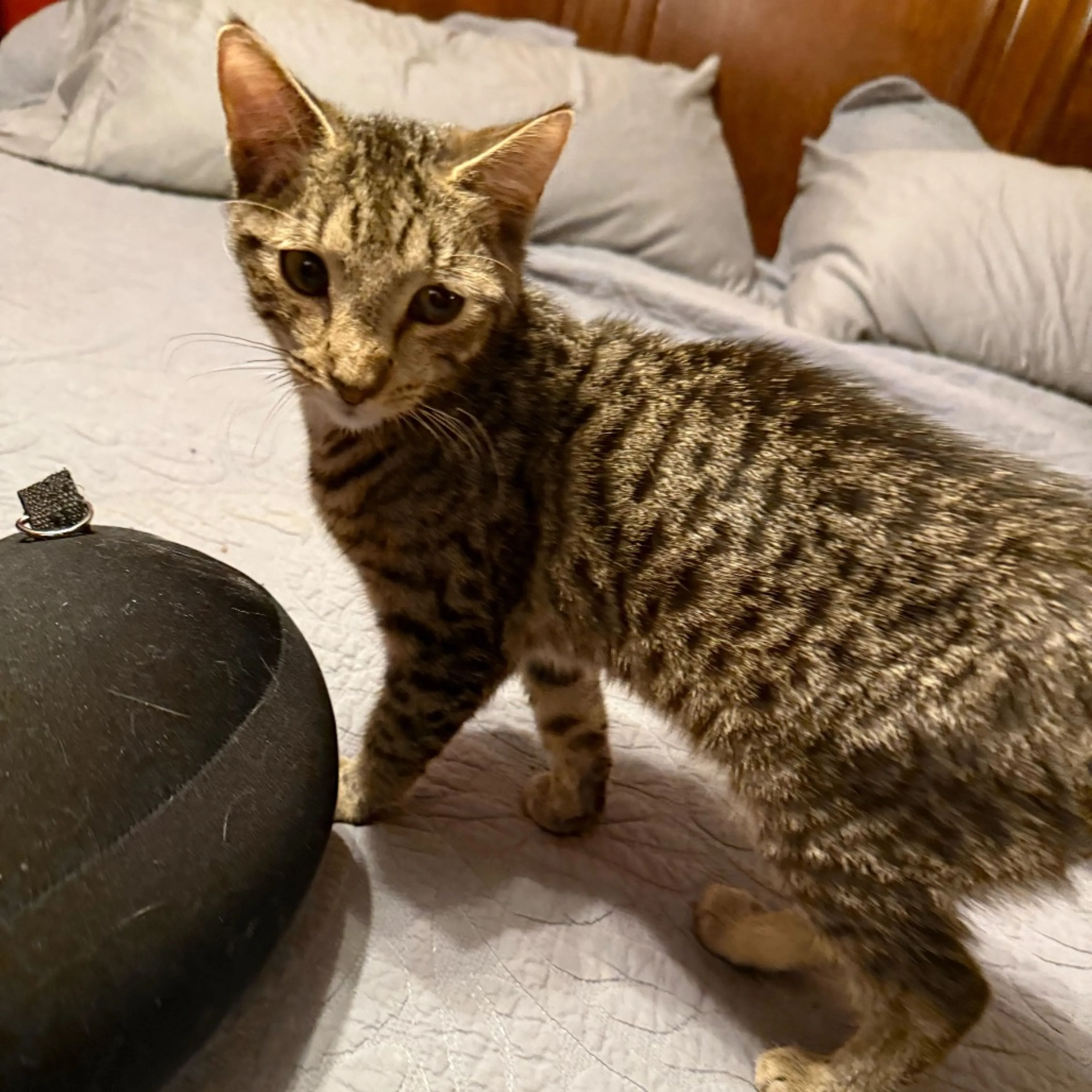 Found pet-1