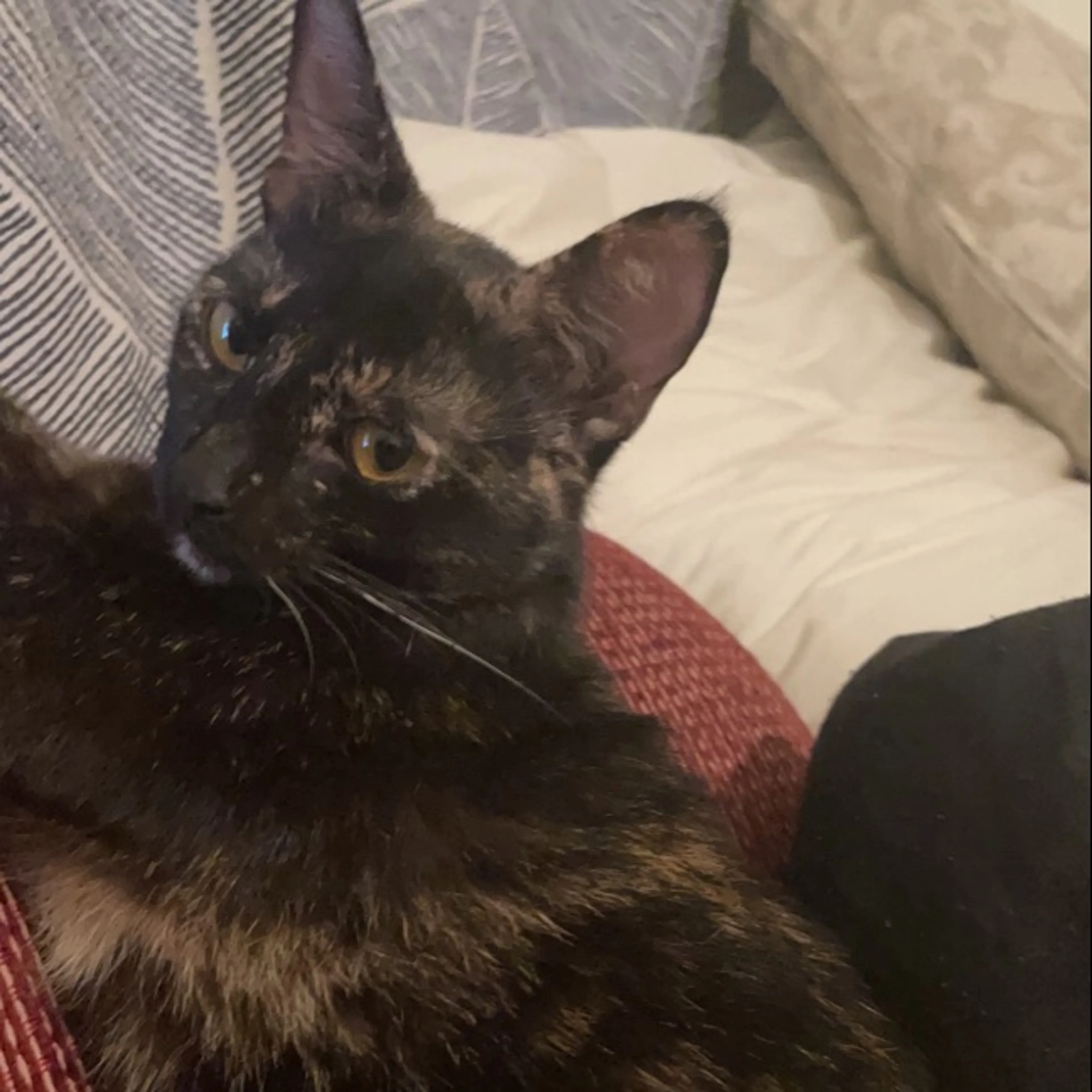 Lost pet
