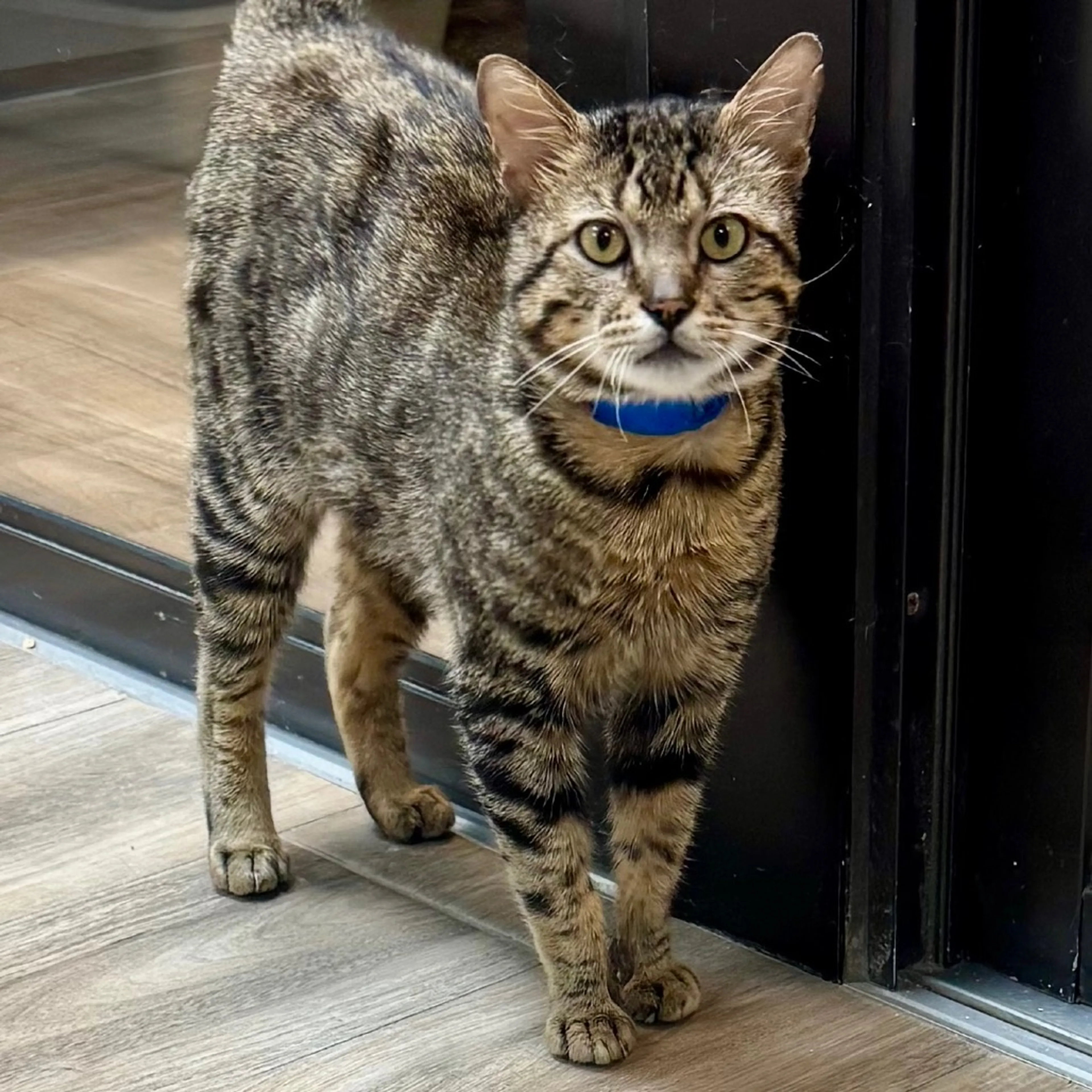 Found pet-0