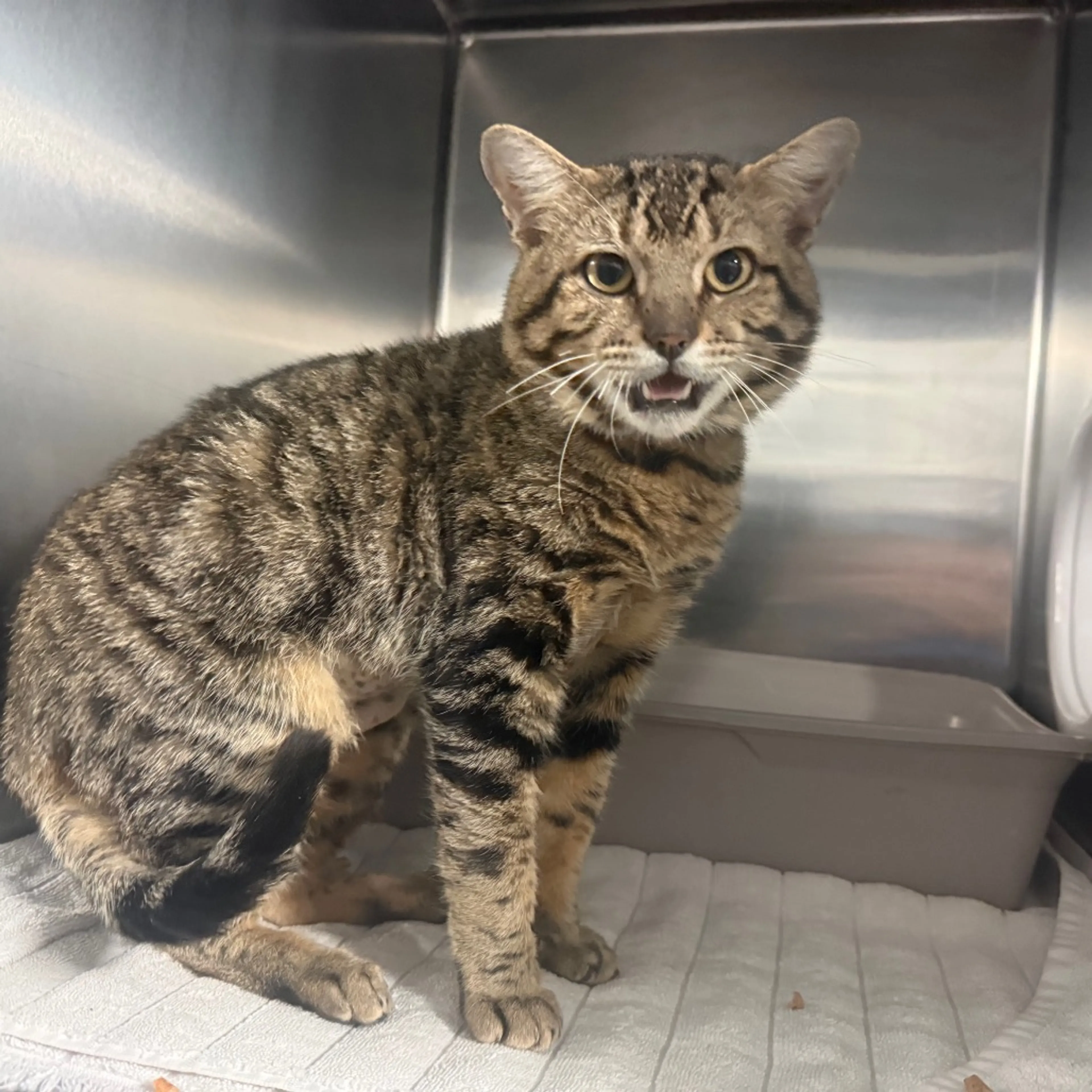 Found pet-1