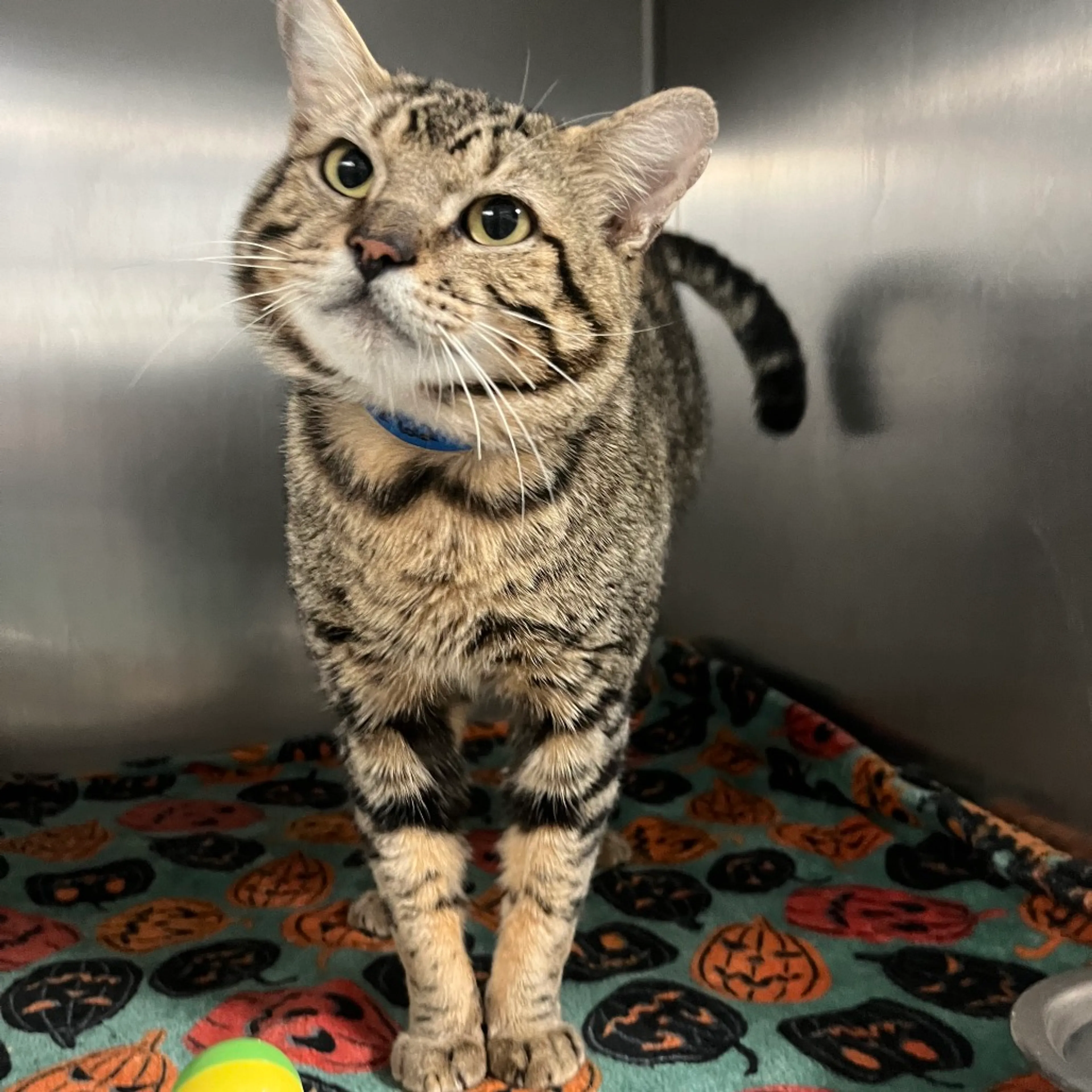 Found pet-2