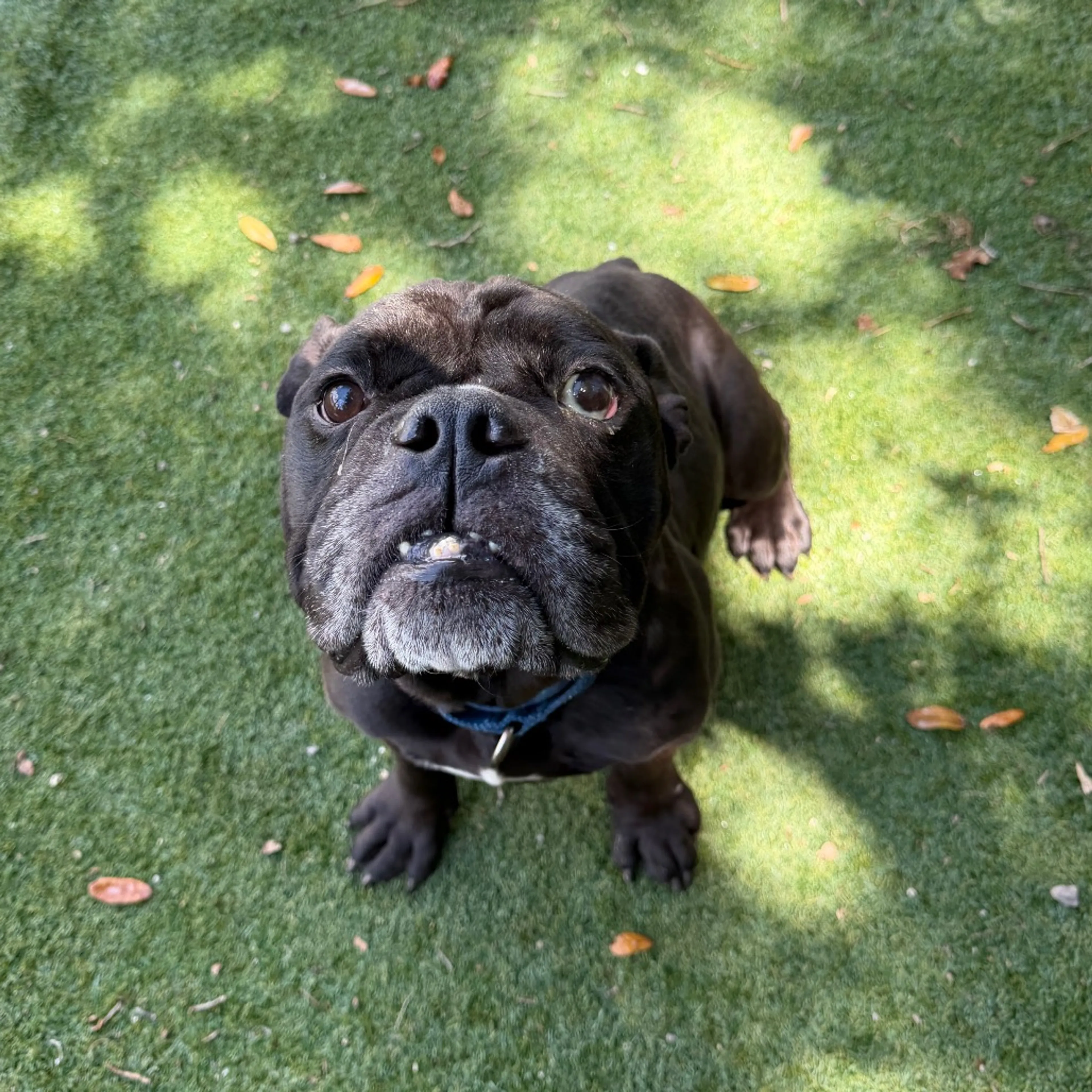 Found pet-1