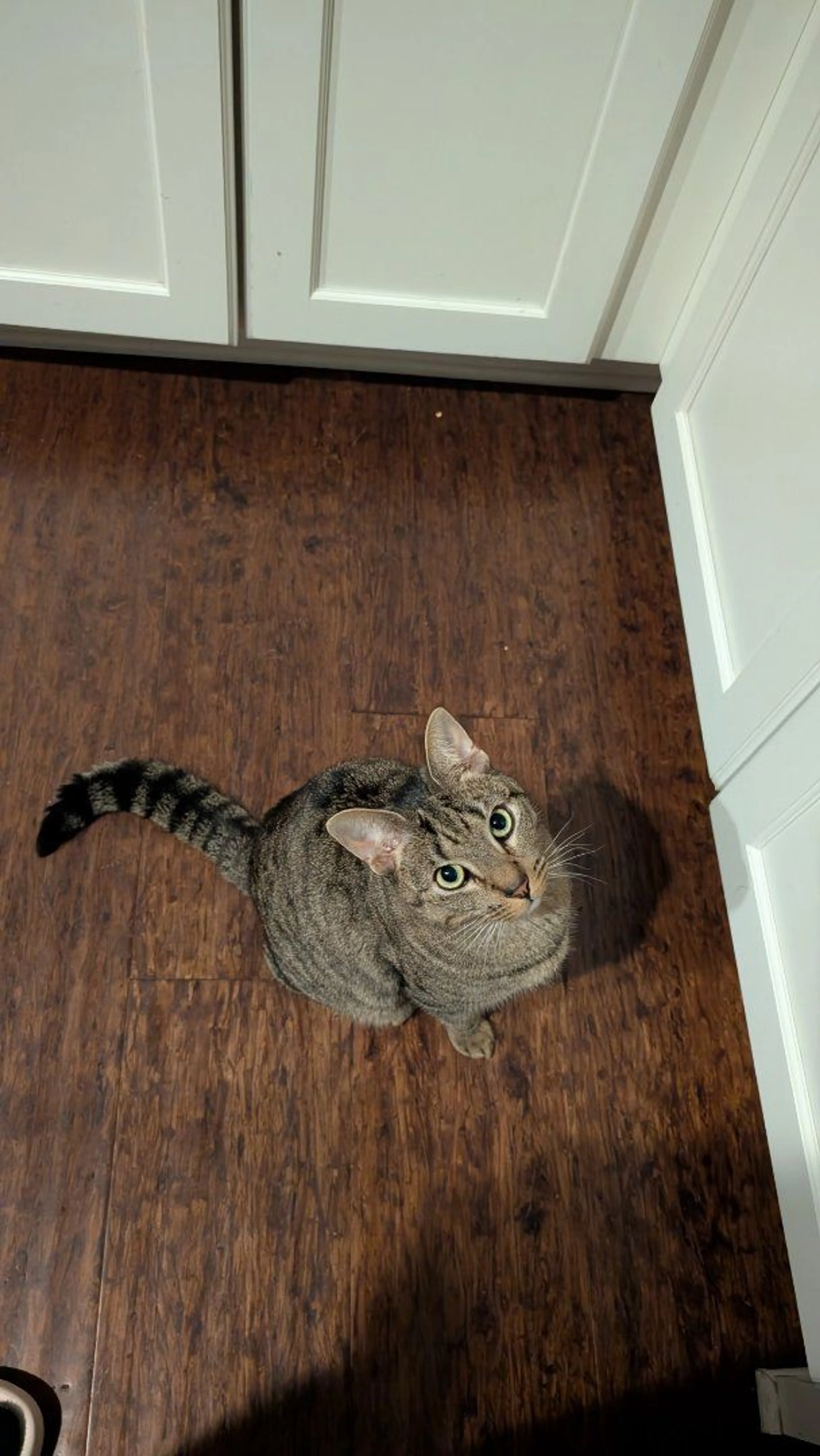 Lost pet-0
