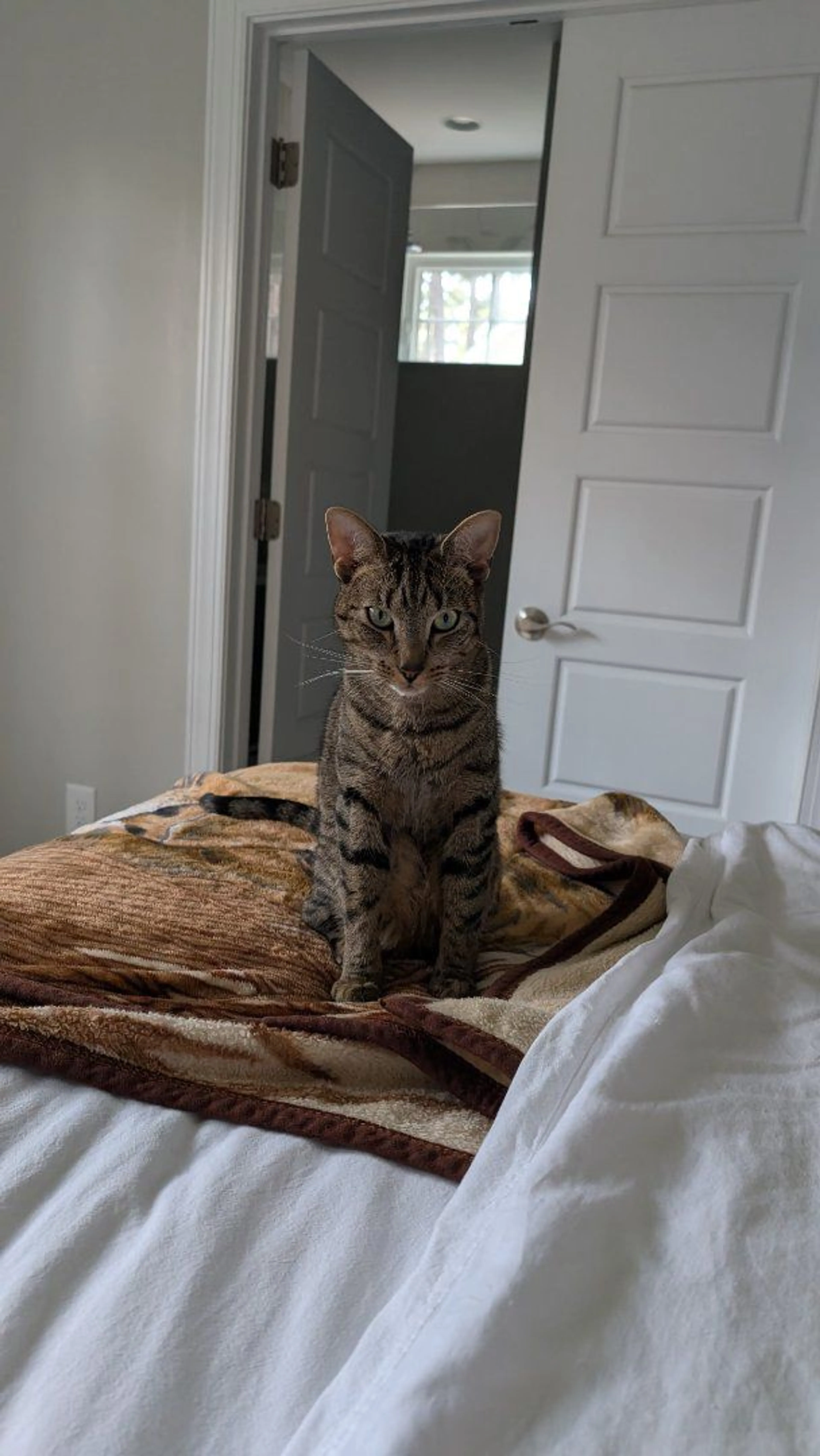 Lost pet-3