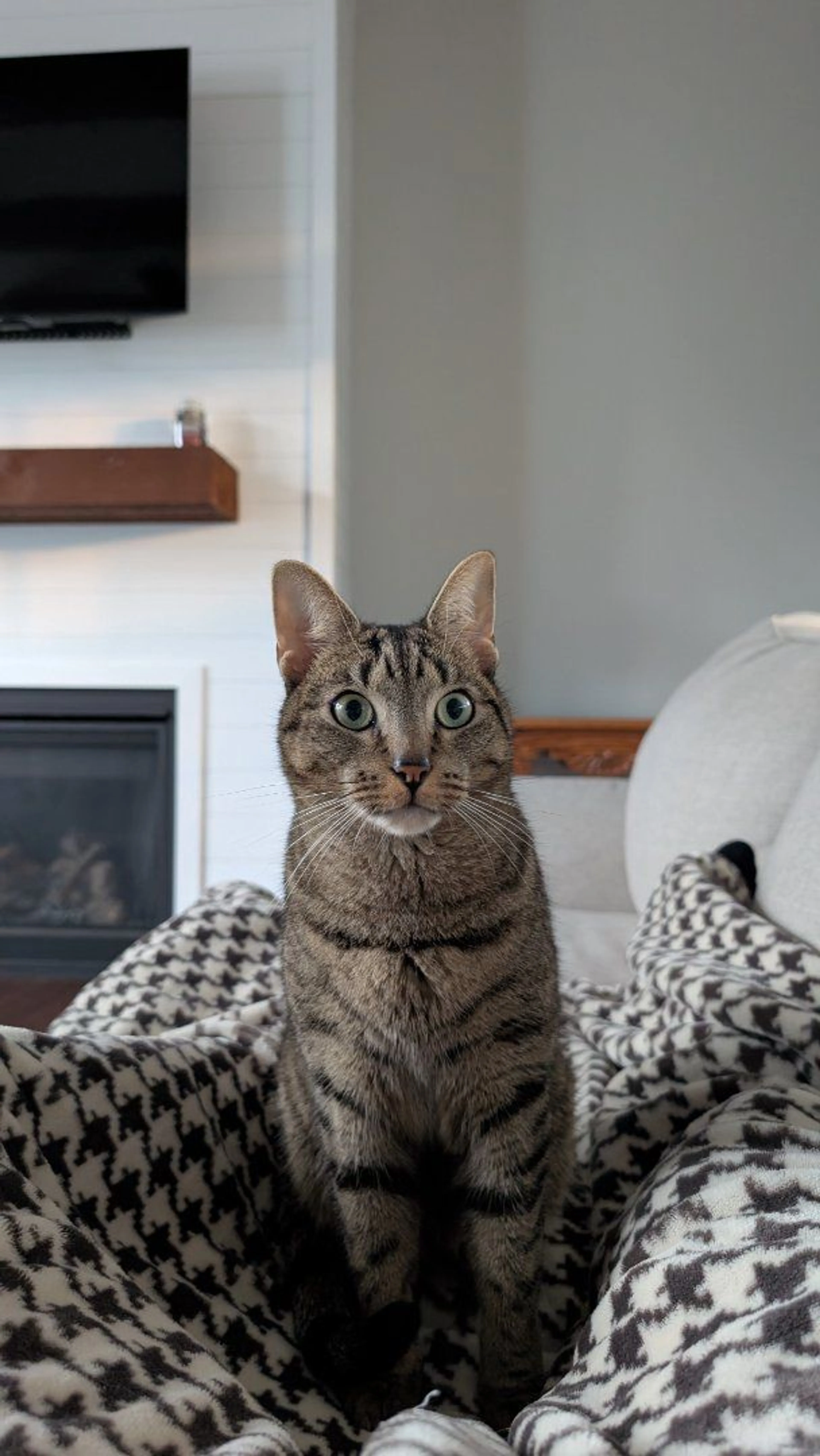 Lost pet-1