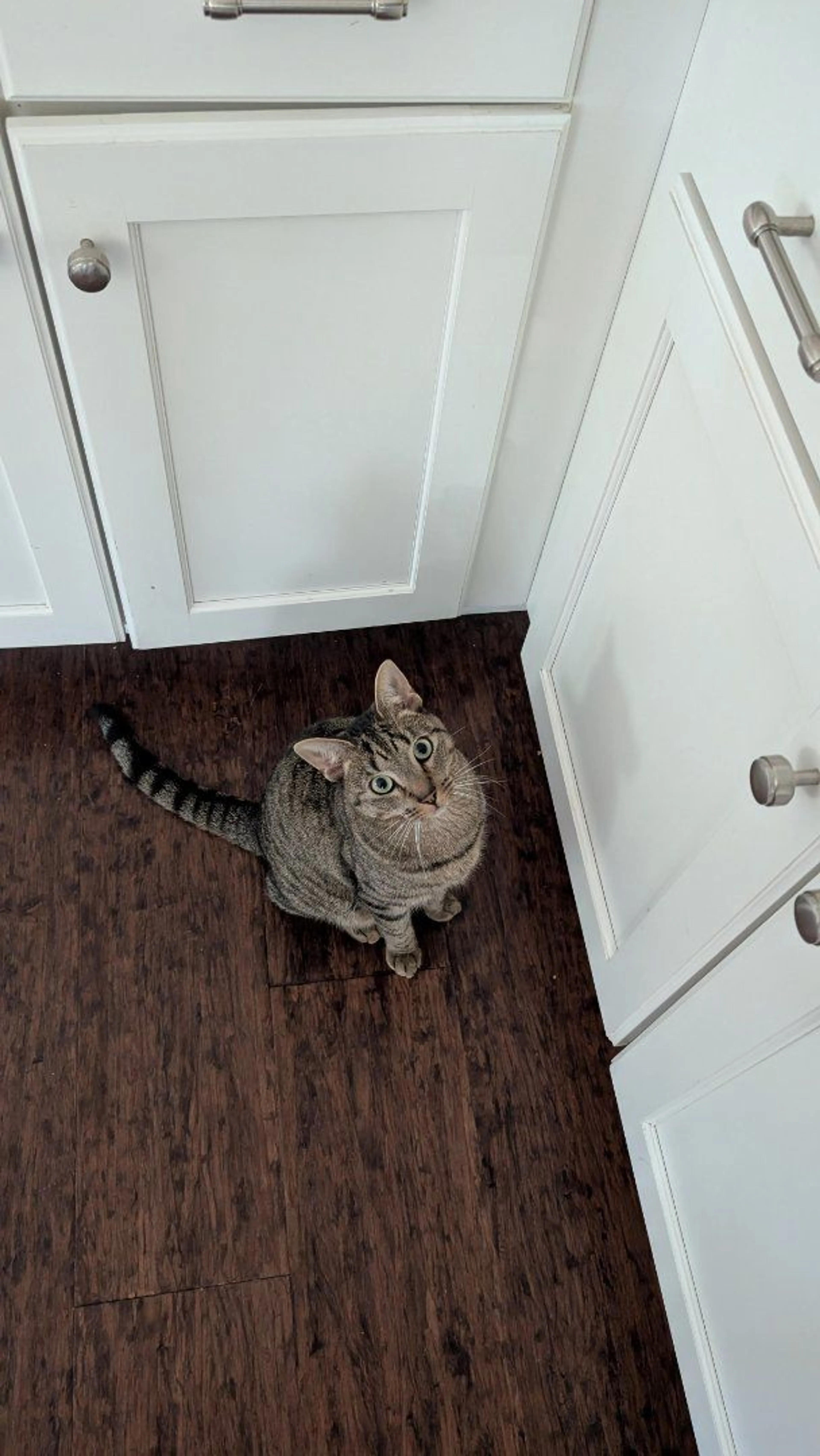 Lost pet-2
