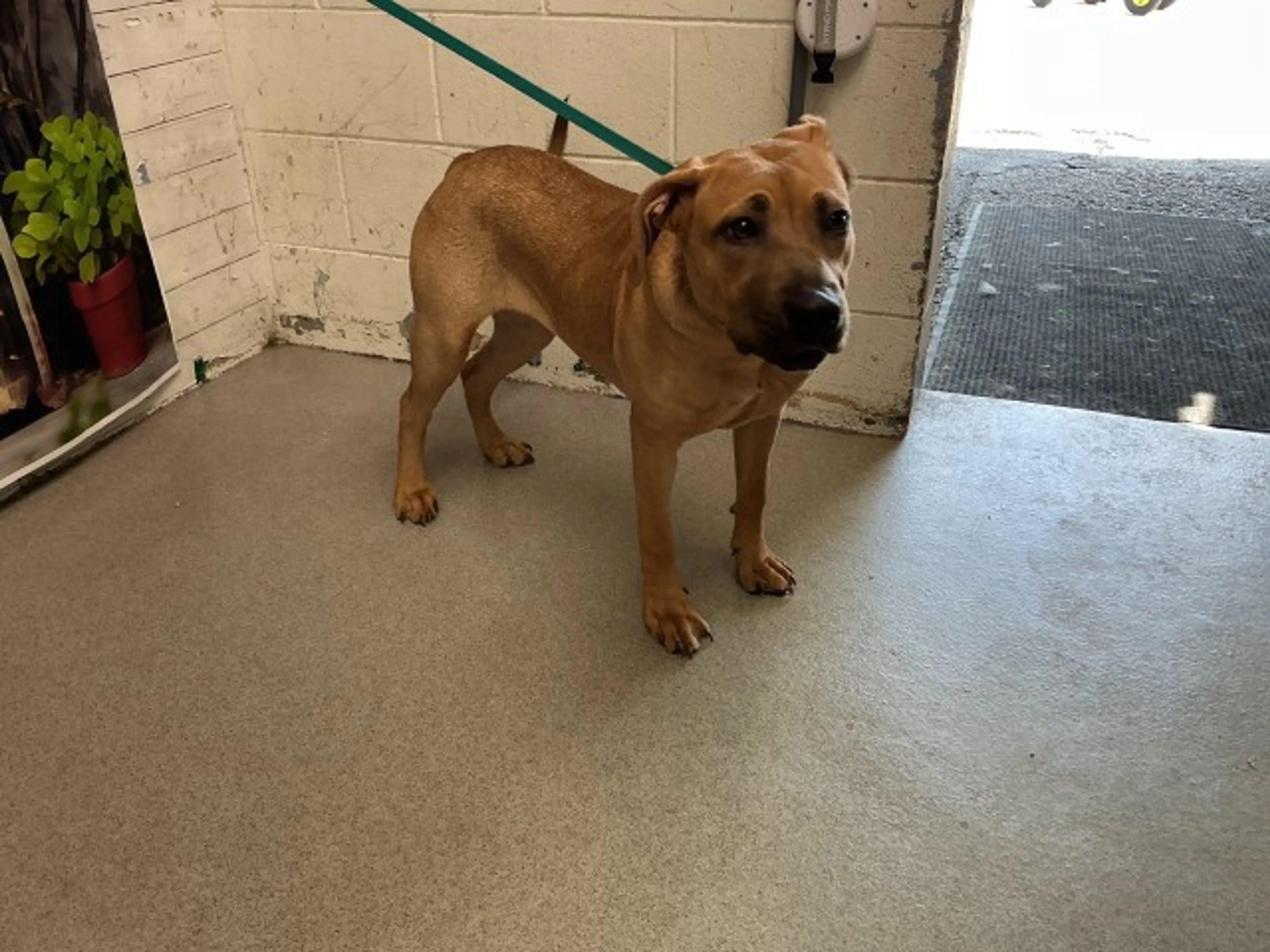 Found pet