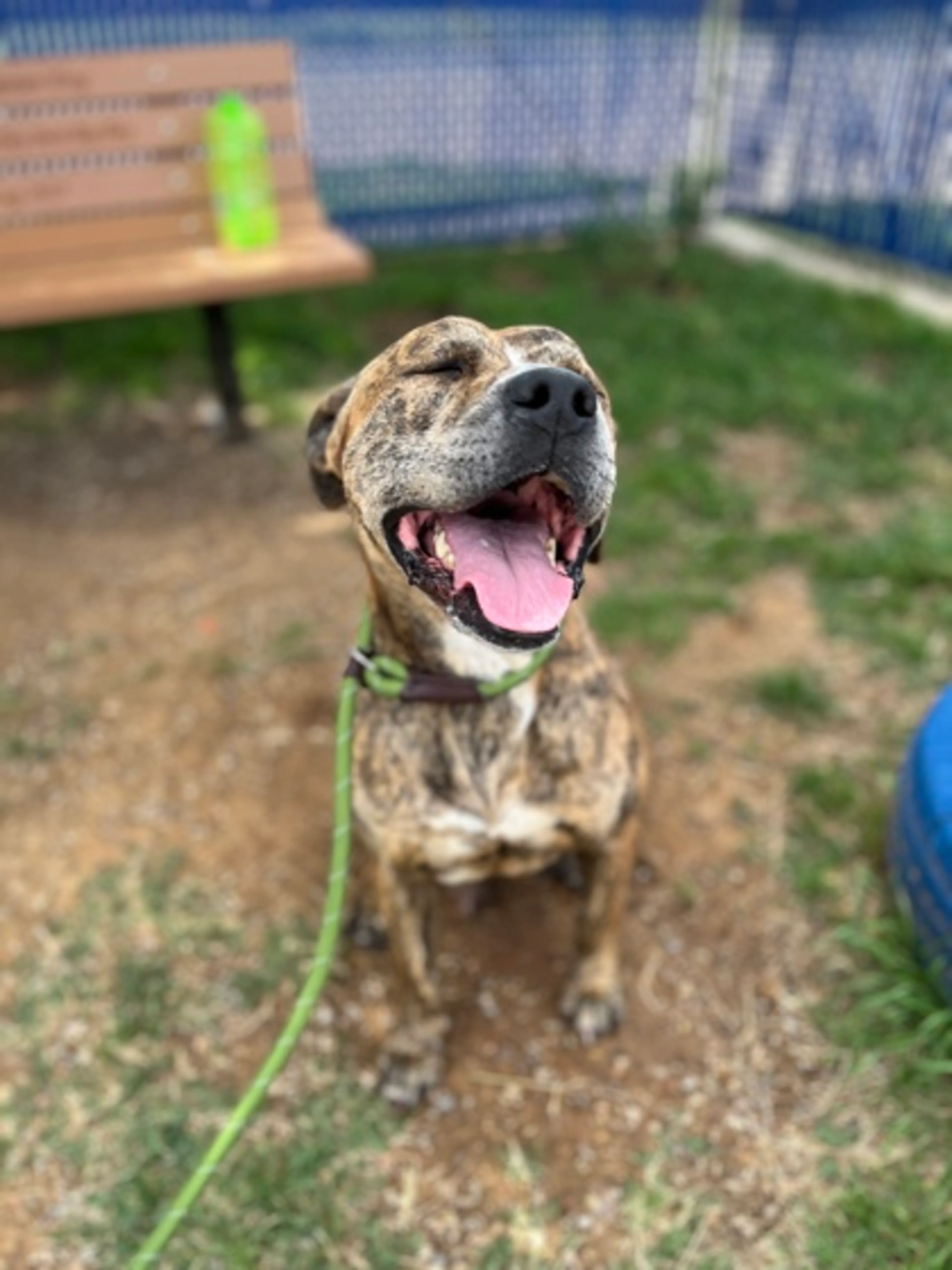 Found pet-2