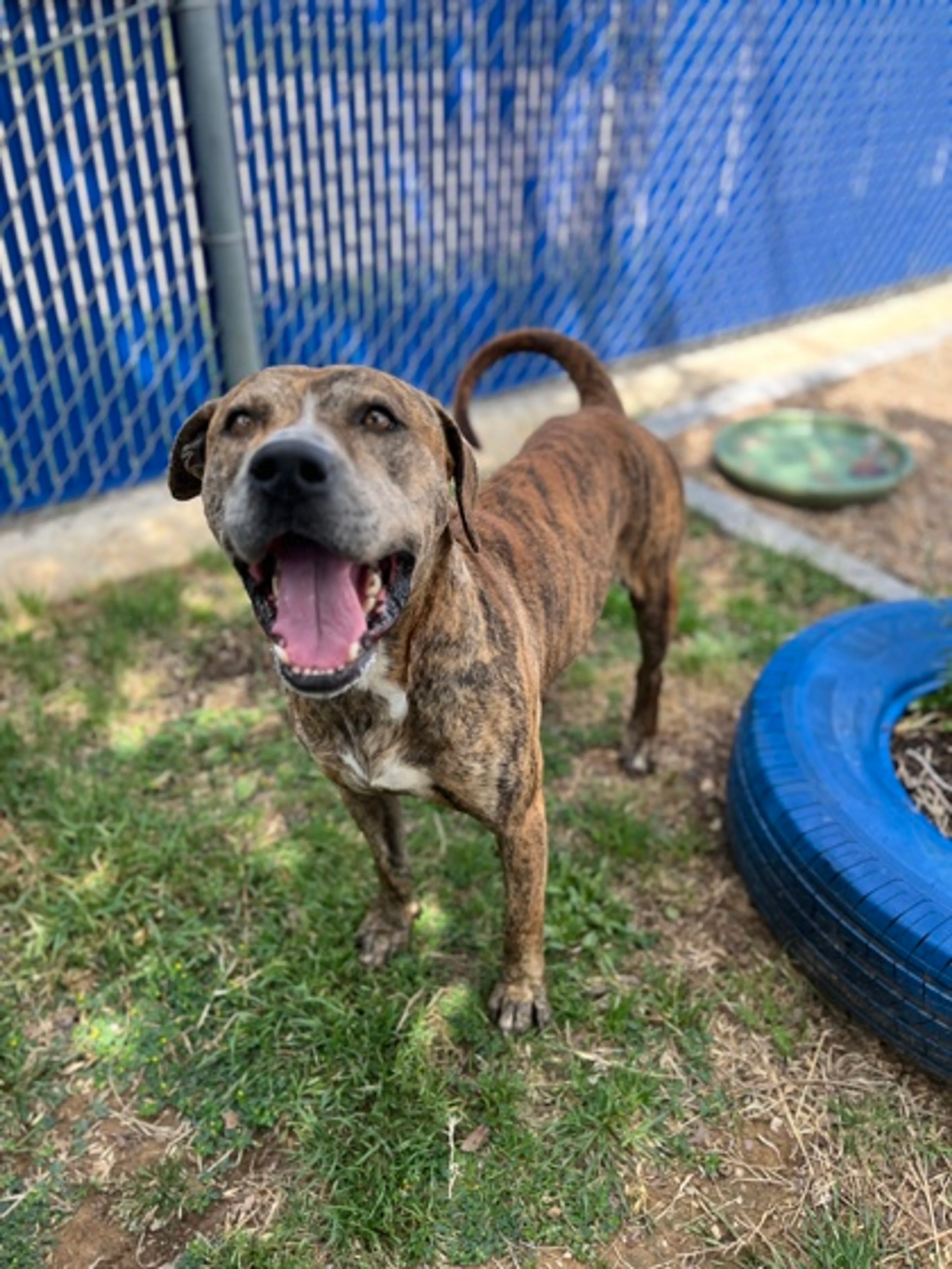 Found pet-1