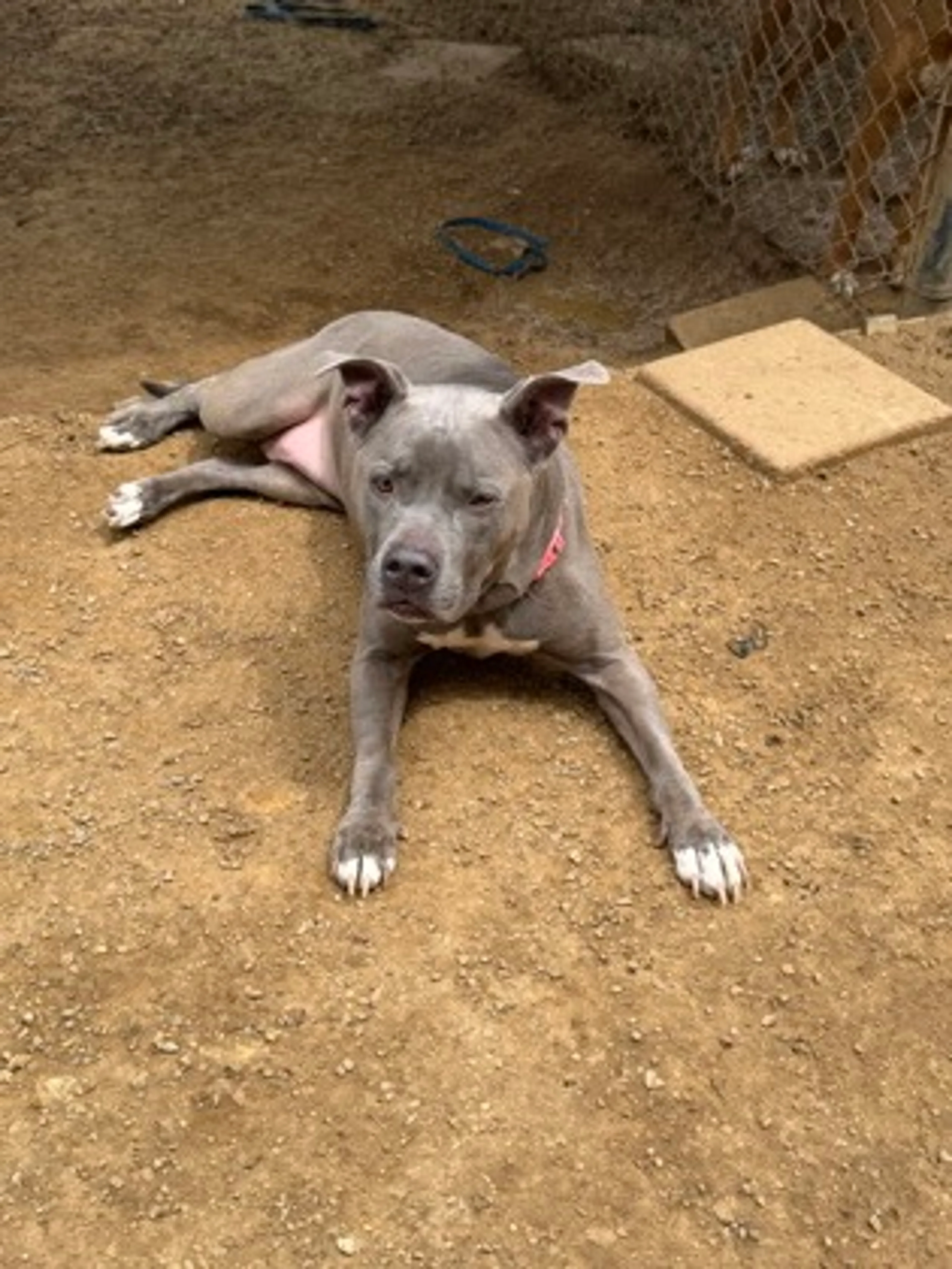 Found pet-1