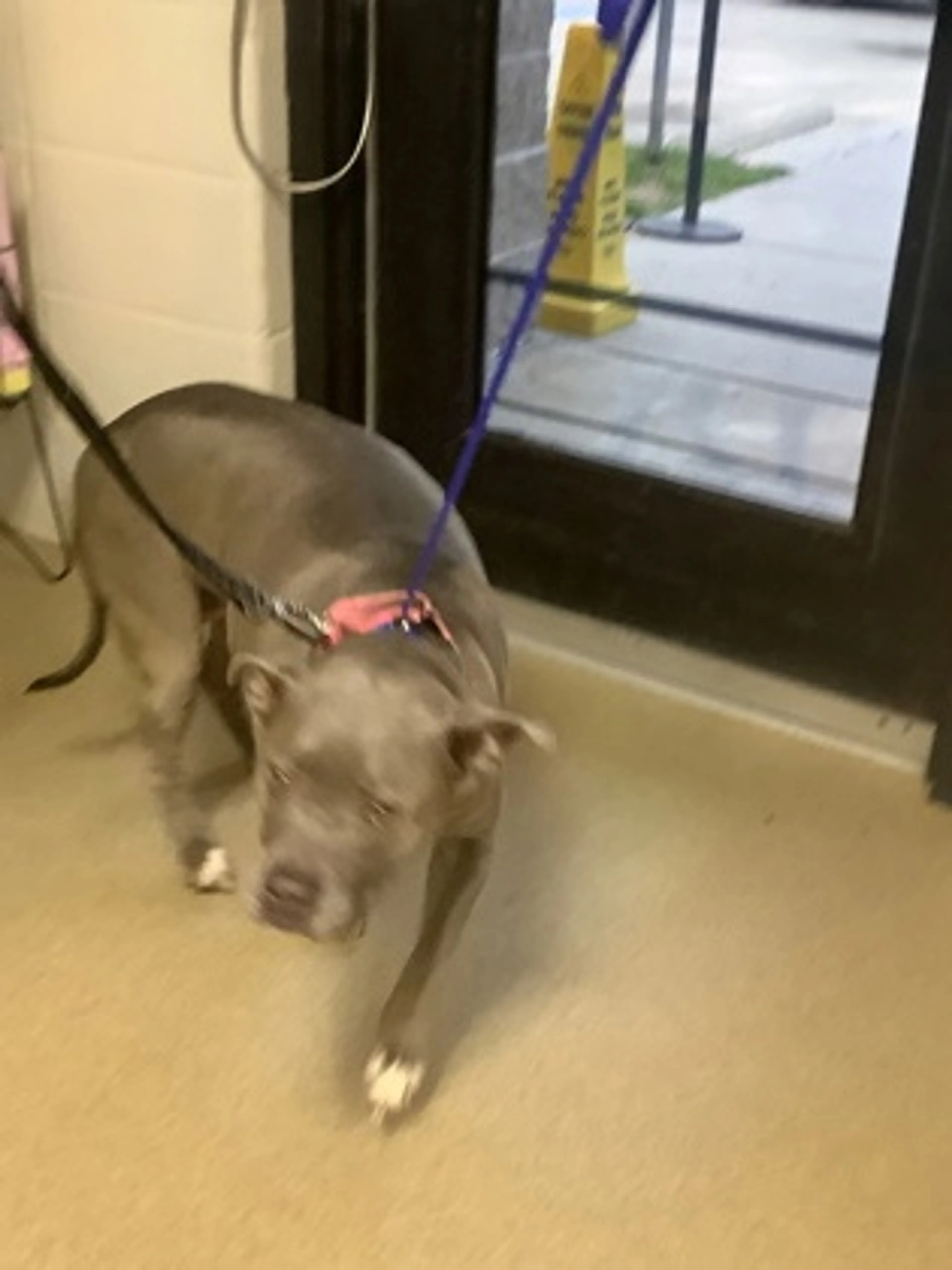 Found pet-2
