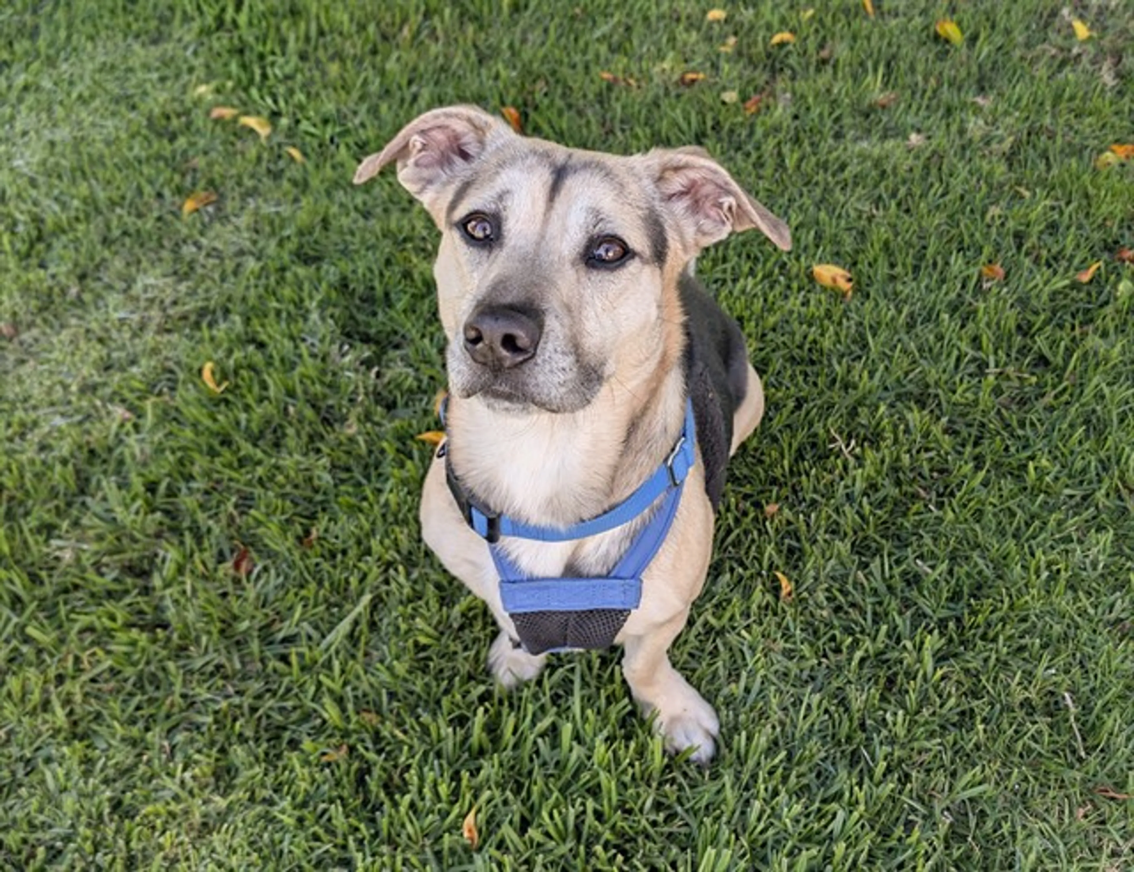 Found pet